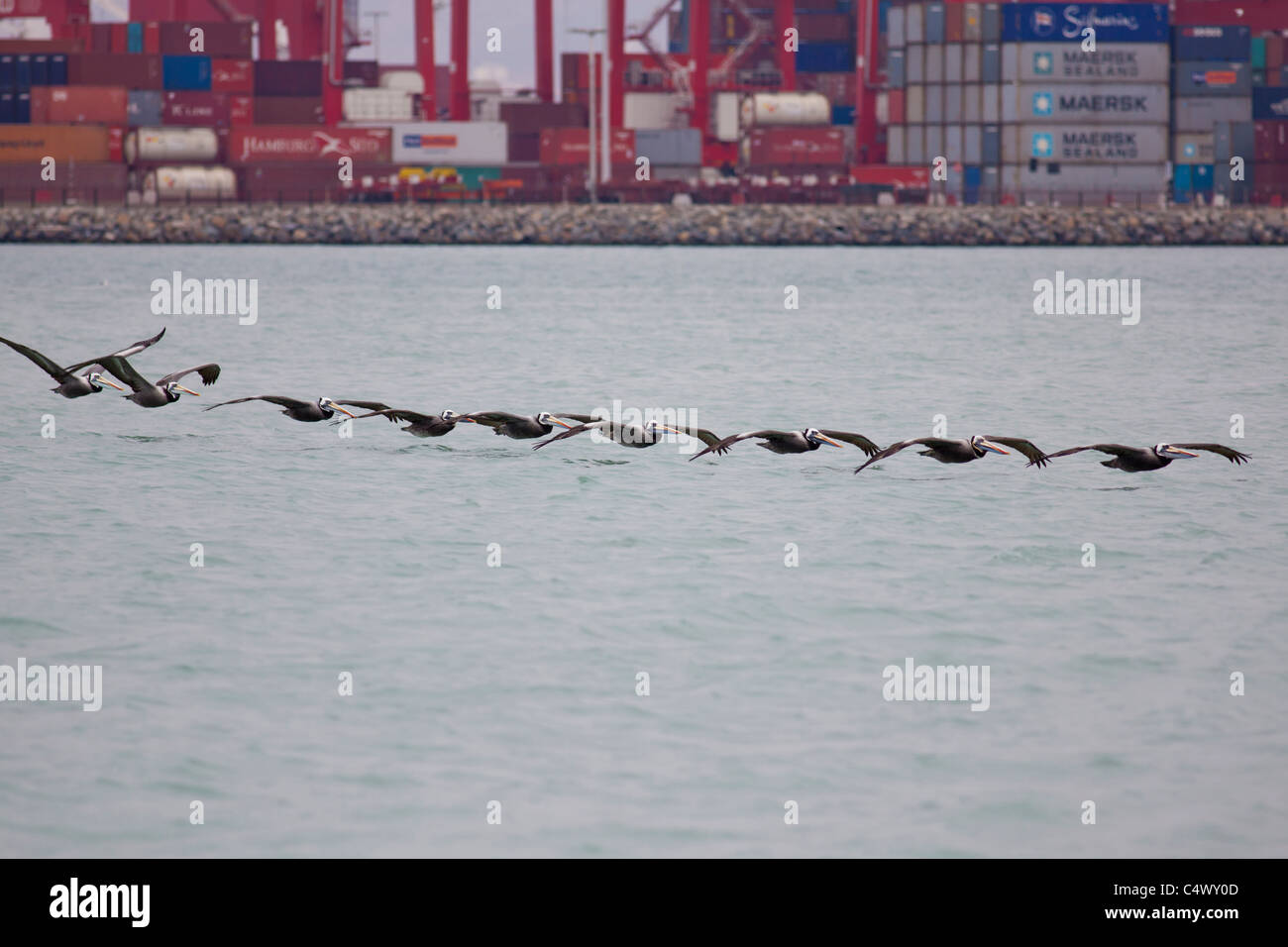 L'Amérique du Sud des pélicans bruns volant en formation au Port de Callao, Lima, Pérou Banque D'Images