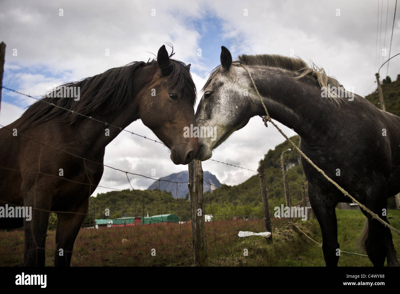 Amicale chevaux Banque D'Images