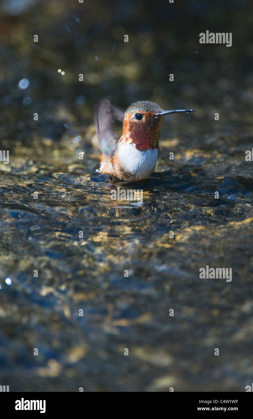 Allen (colibri Selasphorus sasin) dans le bain d'eau, l'île de Santa Rosa, Channel Islands National Park, Californie Banque D'Images