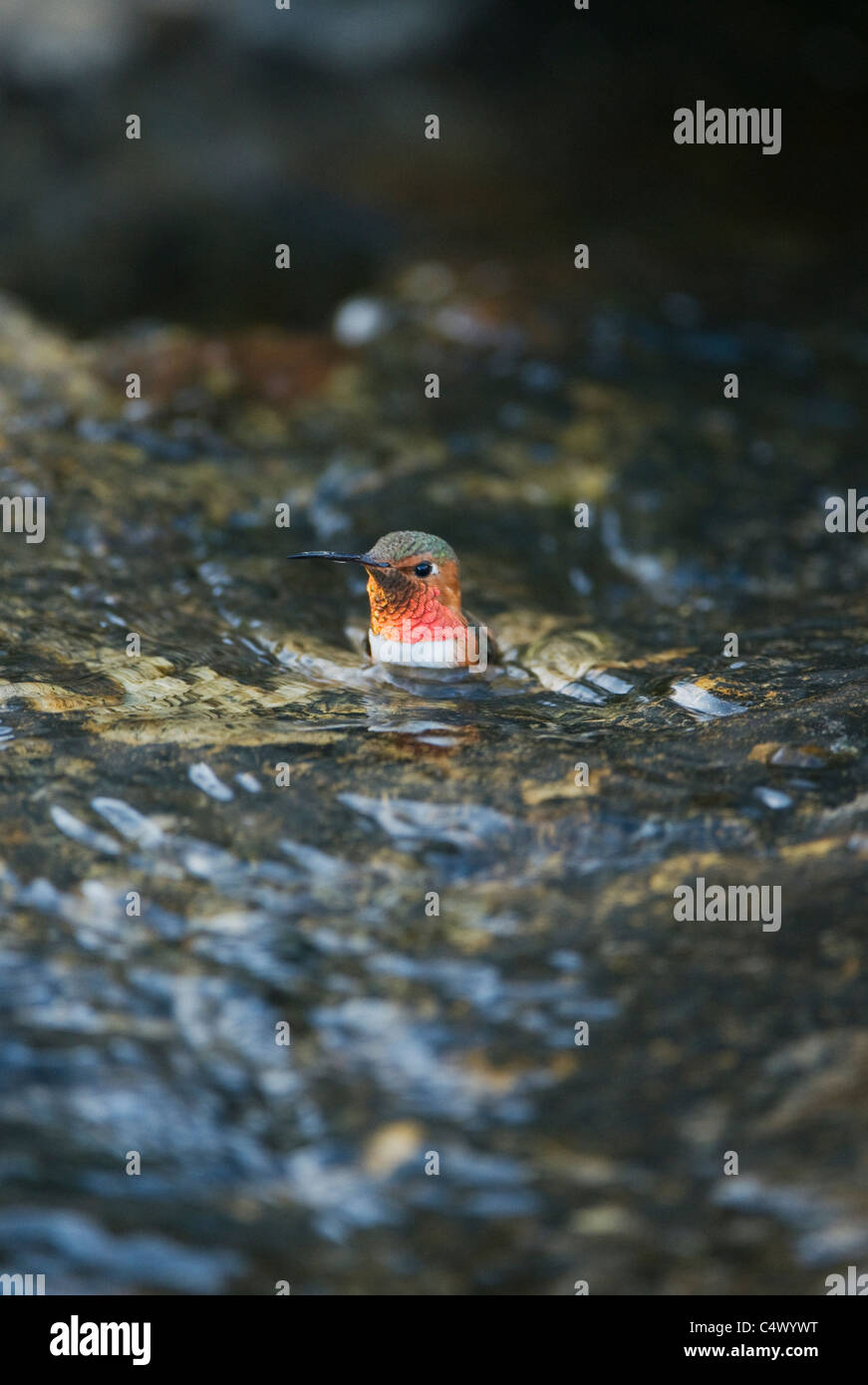 Allen (colibri Selasphorus sasin) dans le bain d'eau, l'île de Santa Rosa, Channel Islands National Park, Californie Banque D'Images