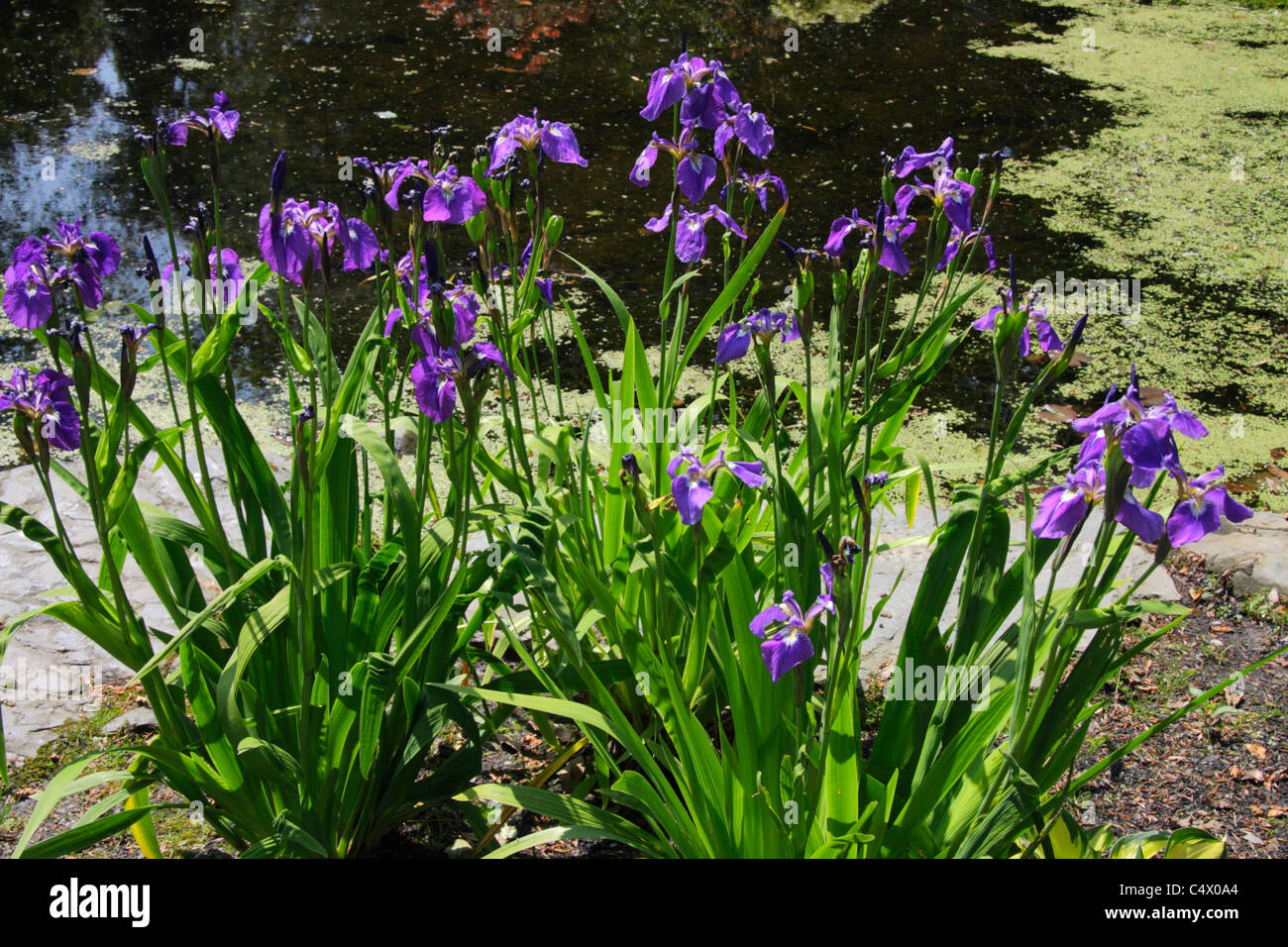 Iris setosa tricuspis à bord d'étang de jardin Banque D'Images