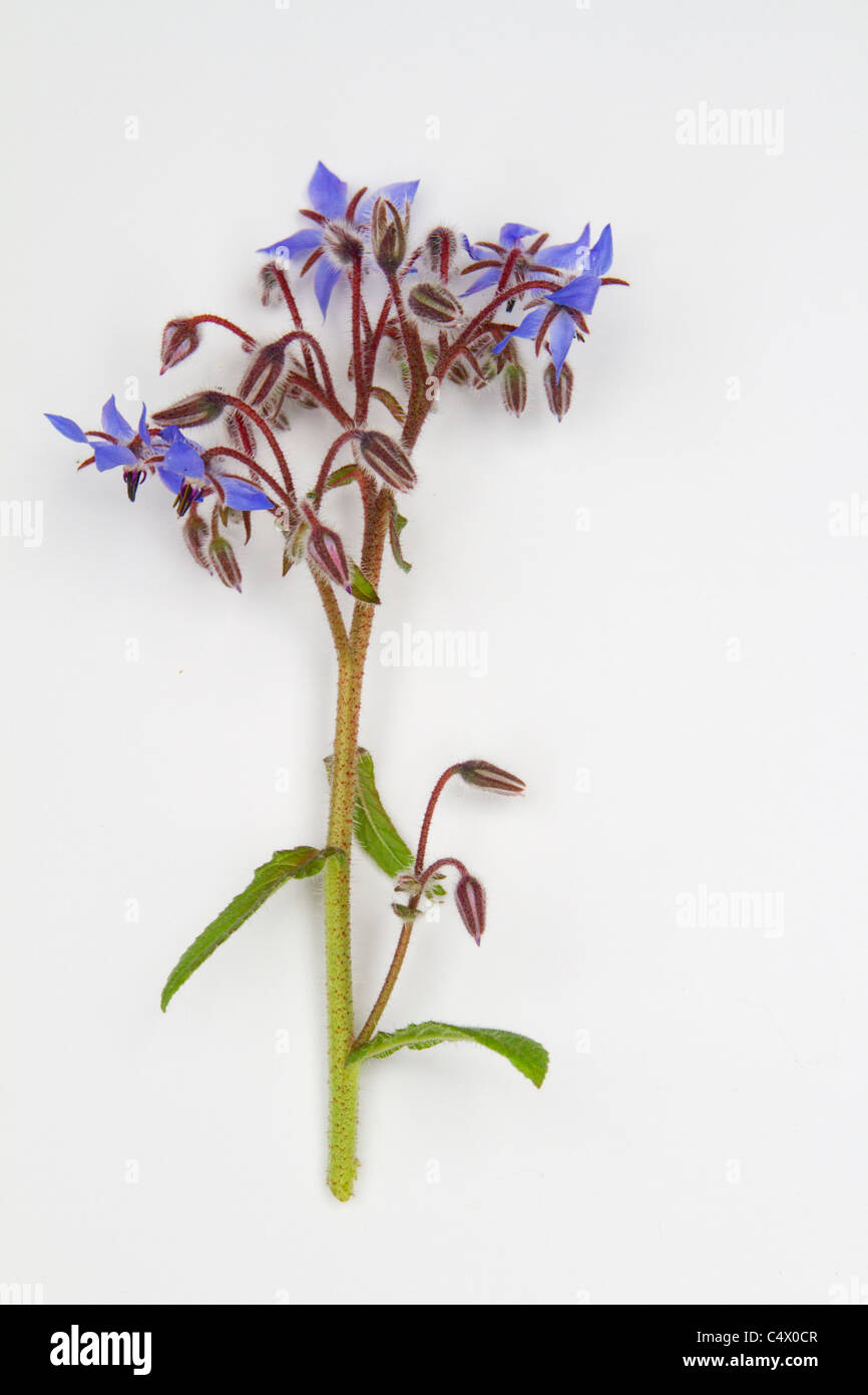 Fleurs de bourrache isolé sur fond blanc Banque D'Images