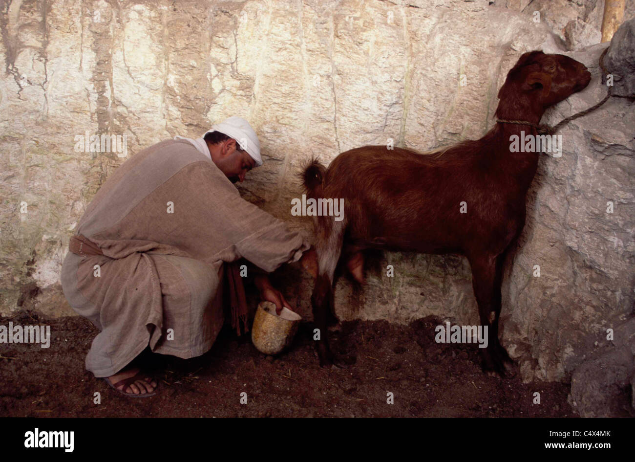 Israël, Basse Galilée, traire une chèvre à Nazareth Village Banque D'Images