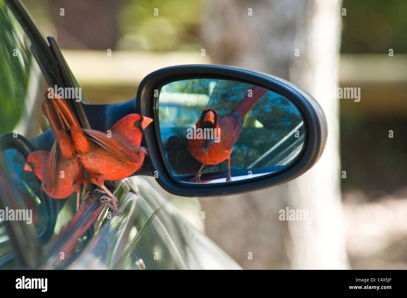 Le cardinal rouge mâle (Cardinalis cardinalis) Lutte contre son reflet dans un rétroviseur extérieur sur une voiture à SW Florida Banque D'Images