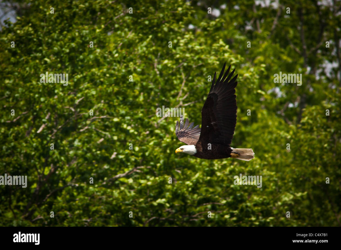 American Bald Eagle (Haliaeetus leucocephalus) en vol avec des poissons Boulder Junction, Wisconsin. Banque D'Images