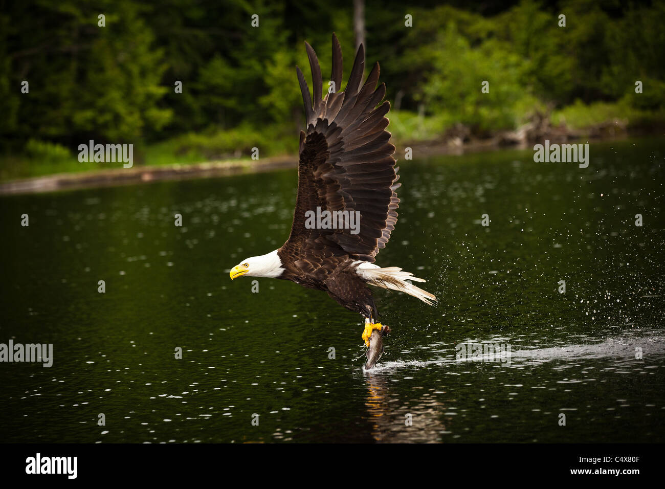 American Bald Eagle (Haliaeetus leucocephalus) en vol avec des poissons Boulder Junction, Wisconsin. Banque D'Images