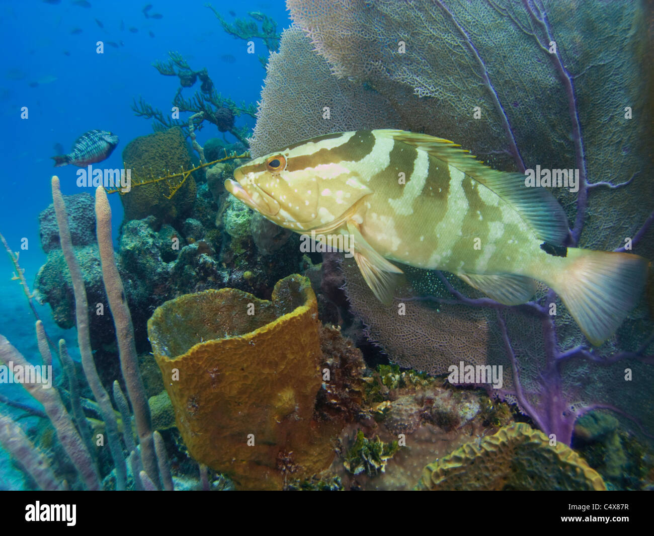 Mérou (Epinephelus striatus), Barracuda Reef, Nassau, Bahamas Banque D'Images