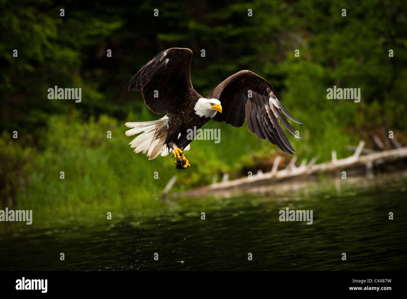 American Bald Eagle (Haliaeetus leucocephalus) en vol avec des poissons Boulder Junction, Wisconsin. Banque D'Images