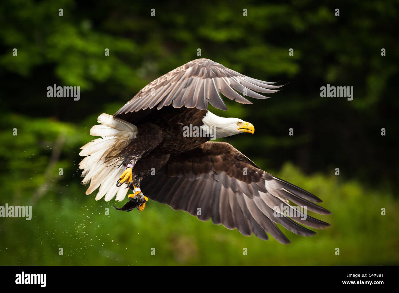 American Bald Eagle (Haliaeetus leucocephalus) en vol avec des poissons Boulder Junction, Wisconsin. Banque D'Images