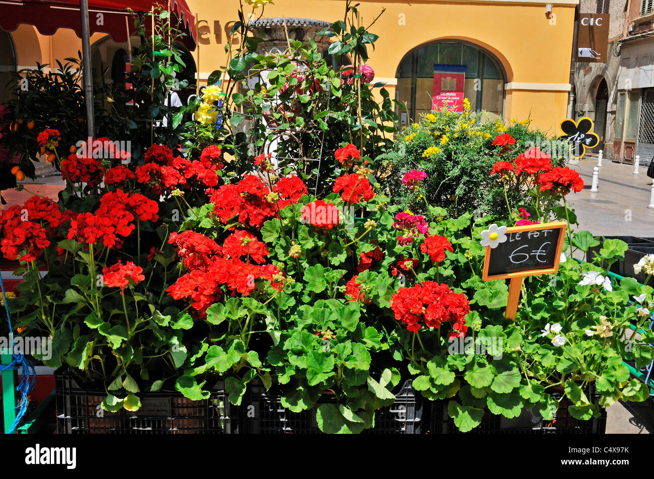 Jolies fleurs rouges contrastant avec le feuillage vert des plantes dans le marché Provençal, Toulon Banque D'Images