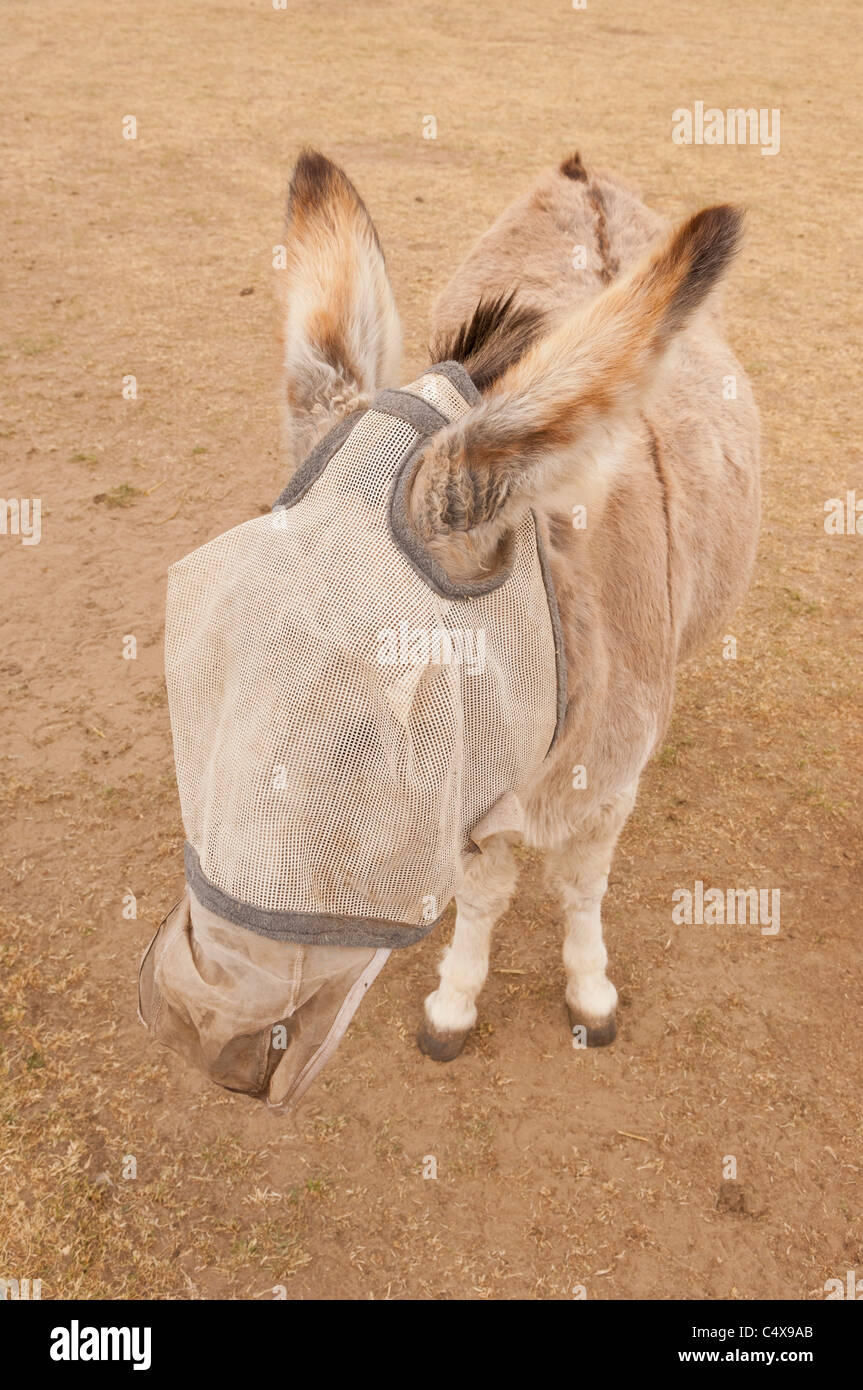 Un âne portant un masque de mouche couvrir pour éviter que les 