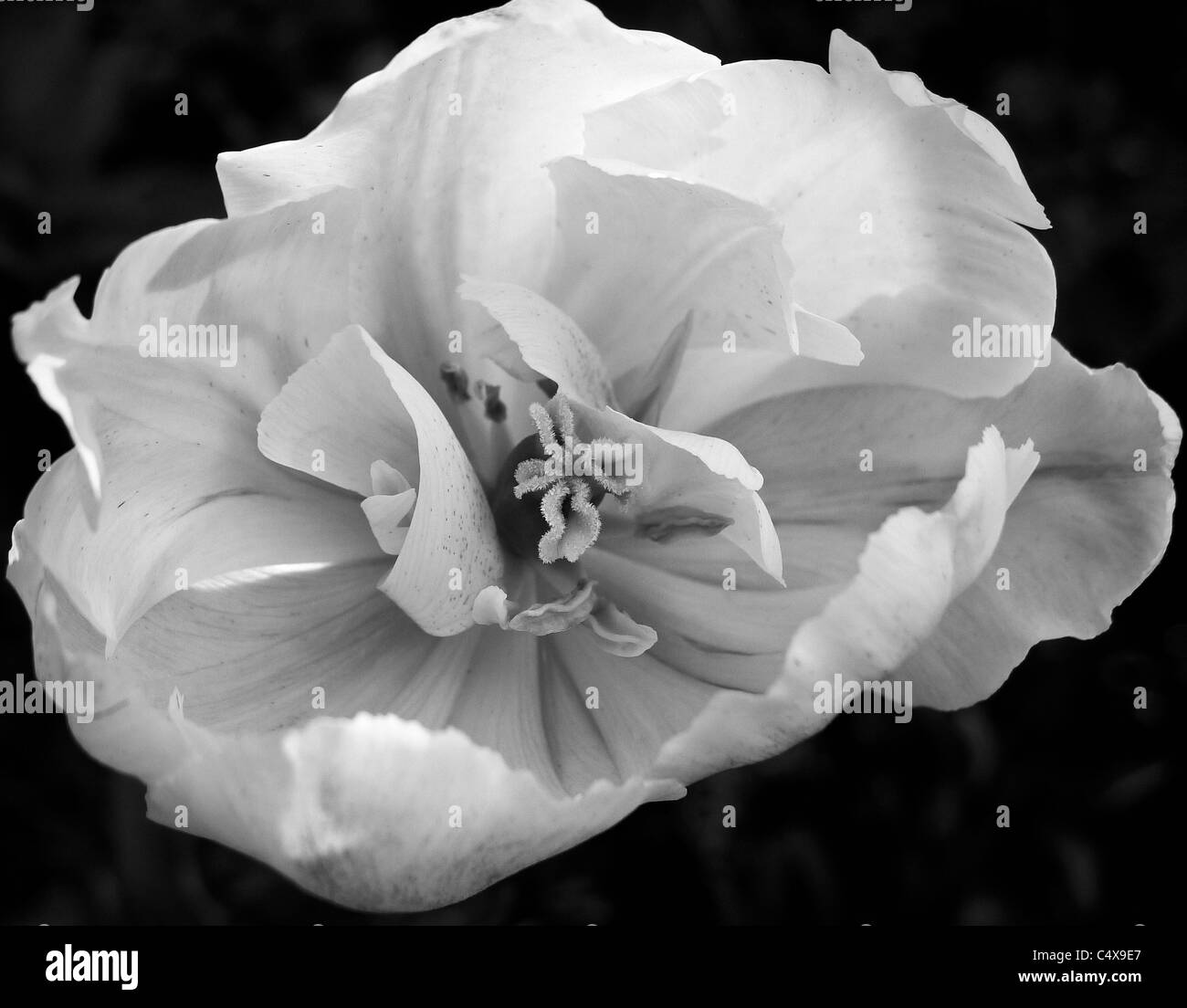 Close-up of a ouvert de pétales de fleur blanche. Banque D'Images