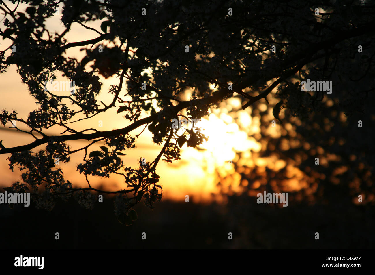 Fleur arbre Silhouette Banque D'Images