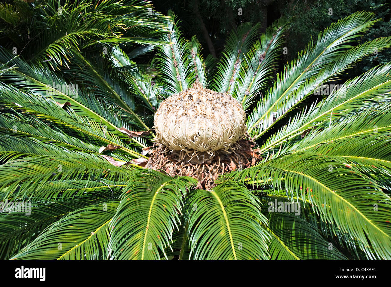 Une fleur du Cycas Thouarsii Madagascar Cyad plante poussant dans le Jardin botanique royal de Sydney New South Wales Australie Banque D'Images