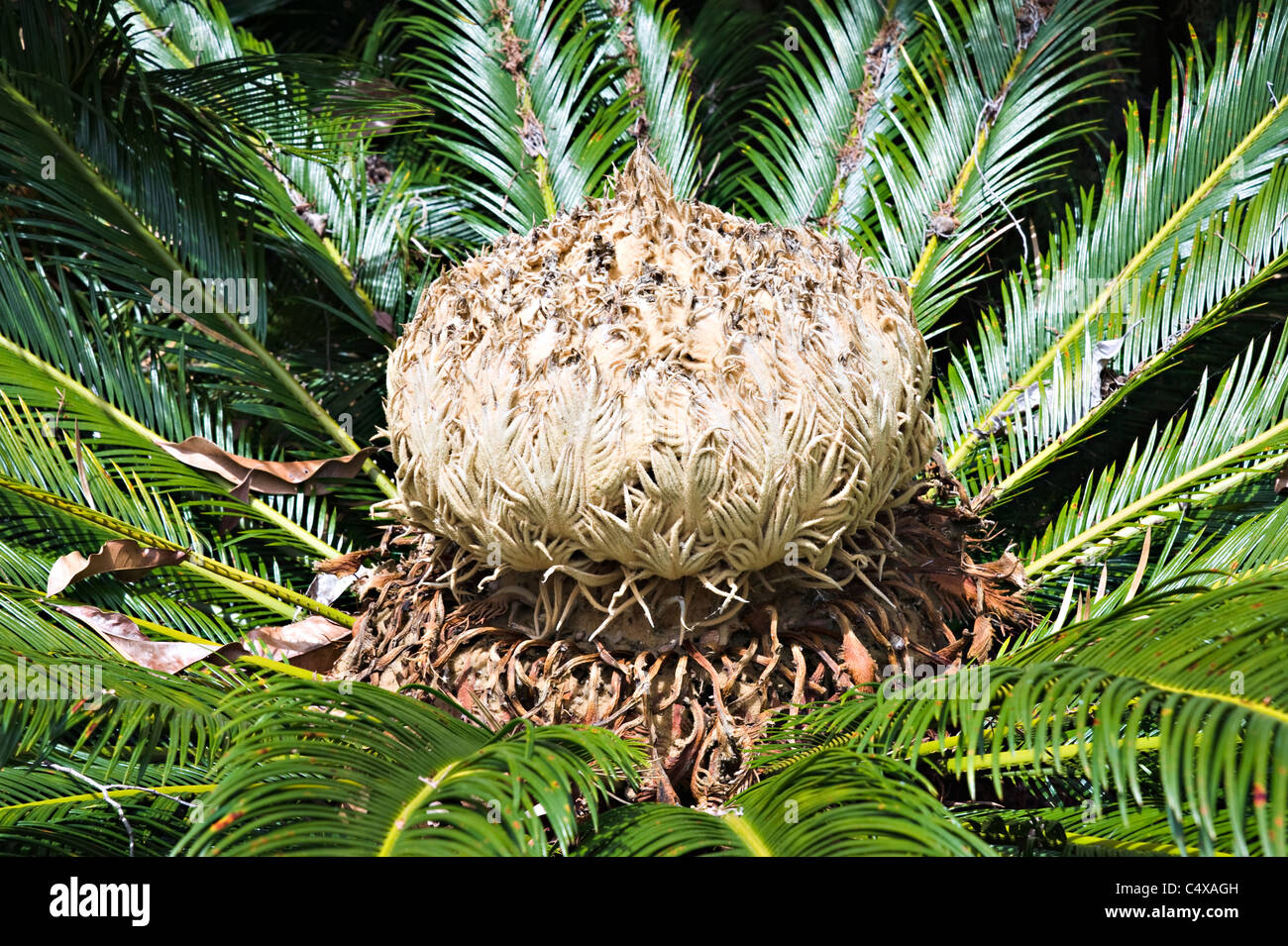 Une fleur du cycas Cycas Thouarsii Madagascar plante poussant dans le Jardin botanique royal de Sydney New South Wales Australie Banque D'Images