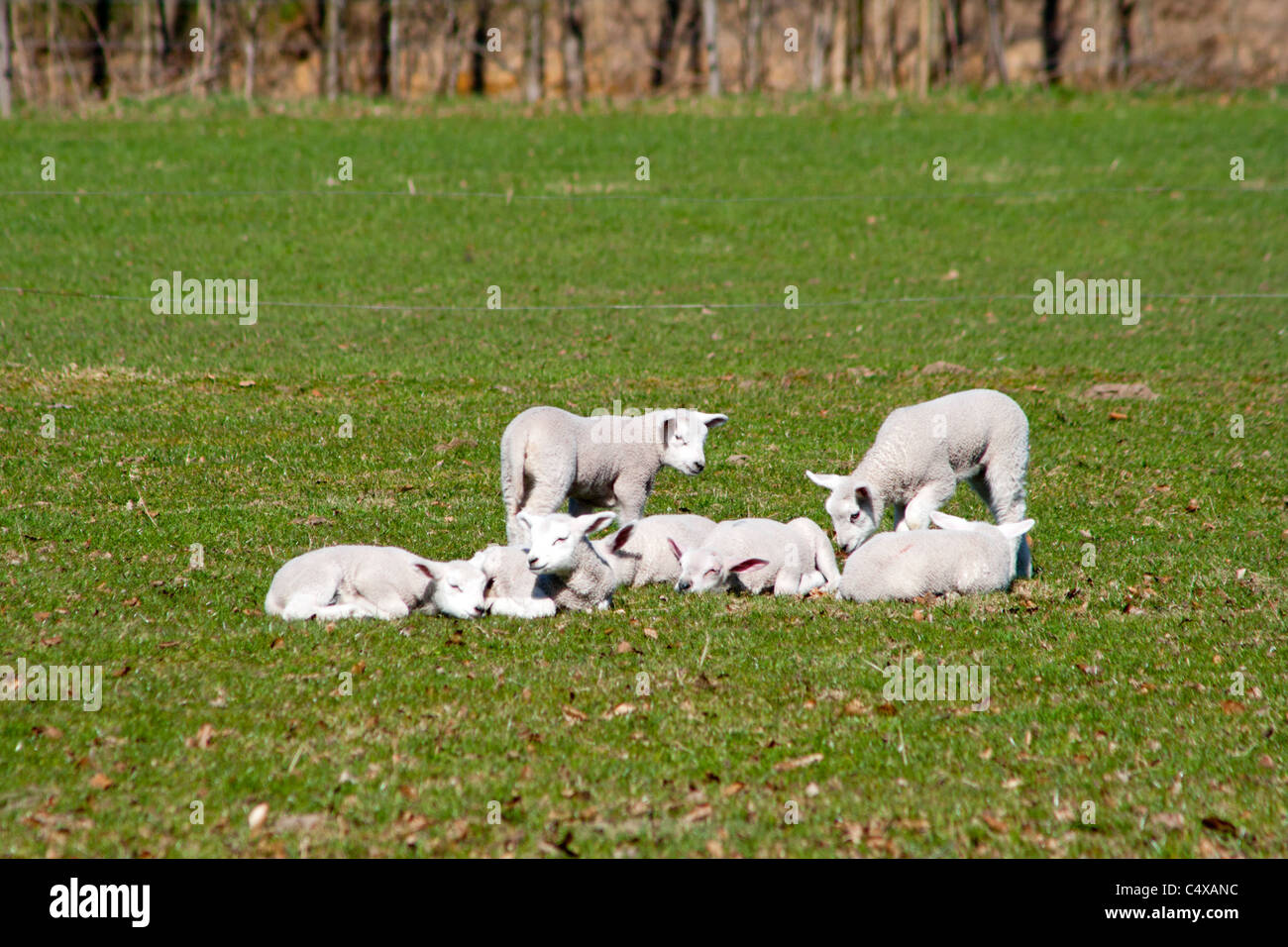 Agneaux et moutons paître dans un champ au début du printemps Banque D'Images