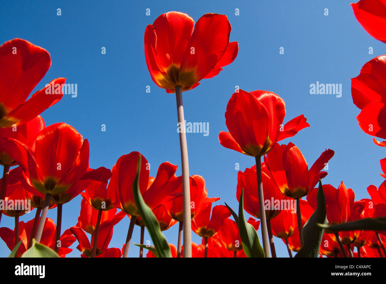 Tulipes rouges dans un champ au printemps en Hollande Banque D'Images