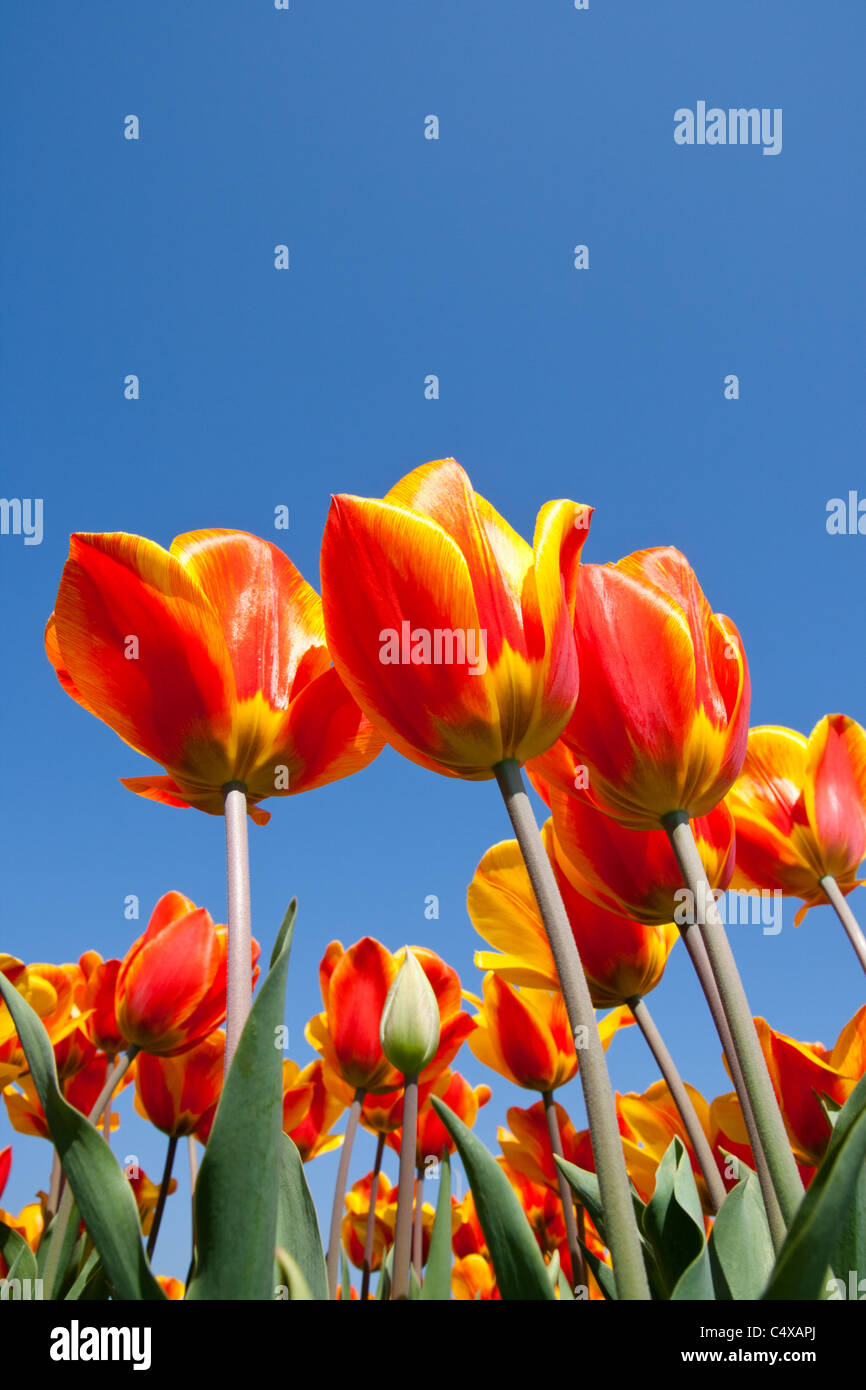 Tulipes célèbres en hollande Banque de photographies et d’images à ...