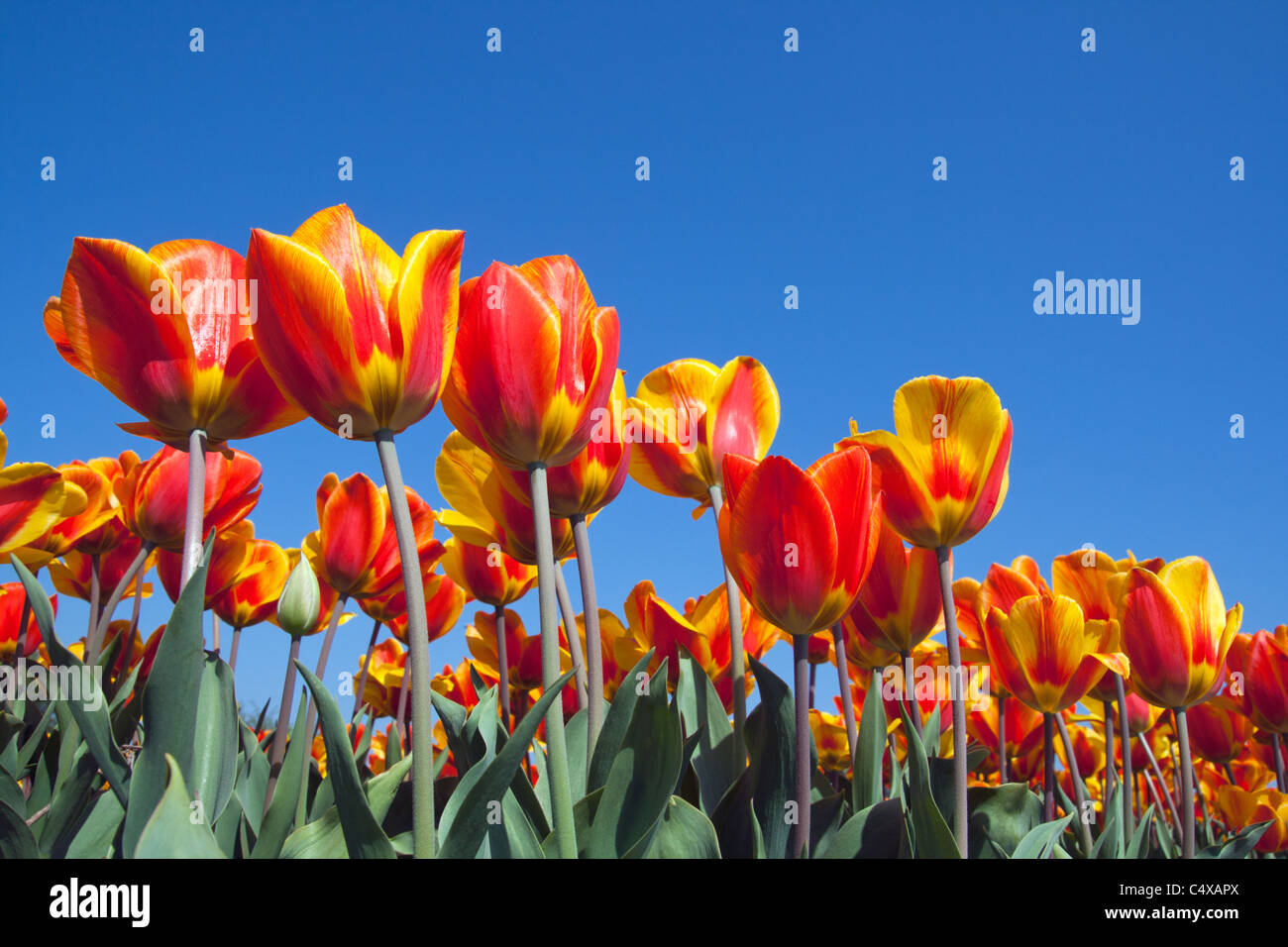 Champ de tulipes jaune rouge en Hollande Banque D'Images