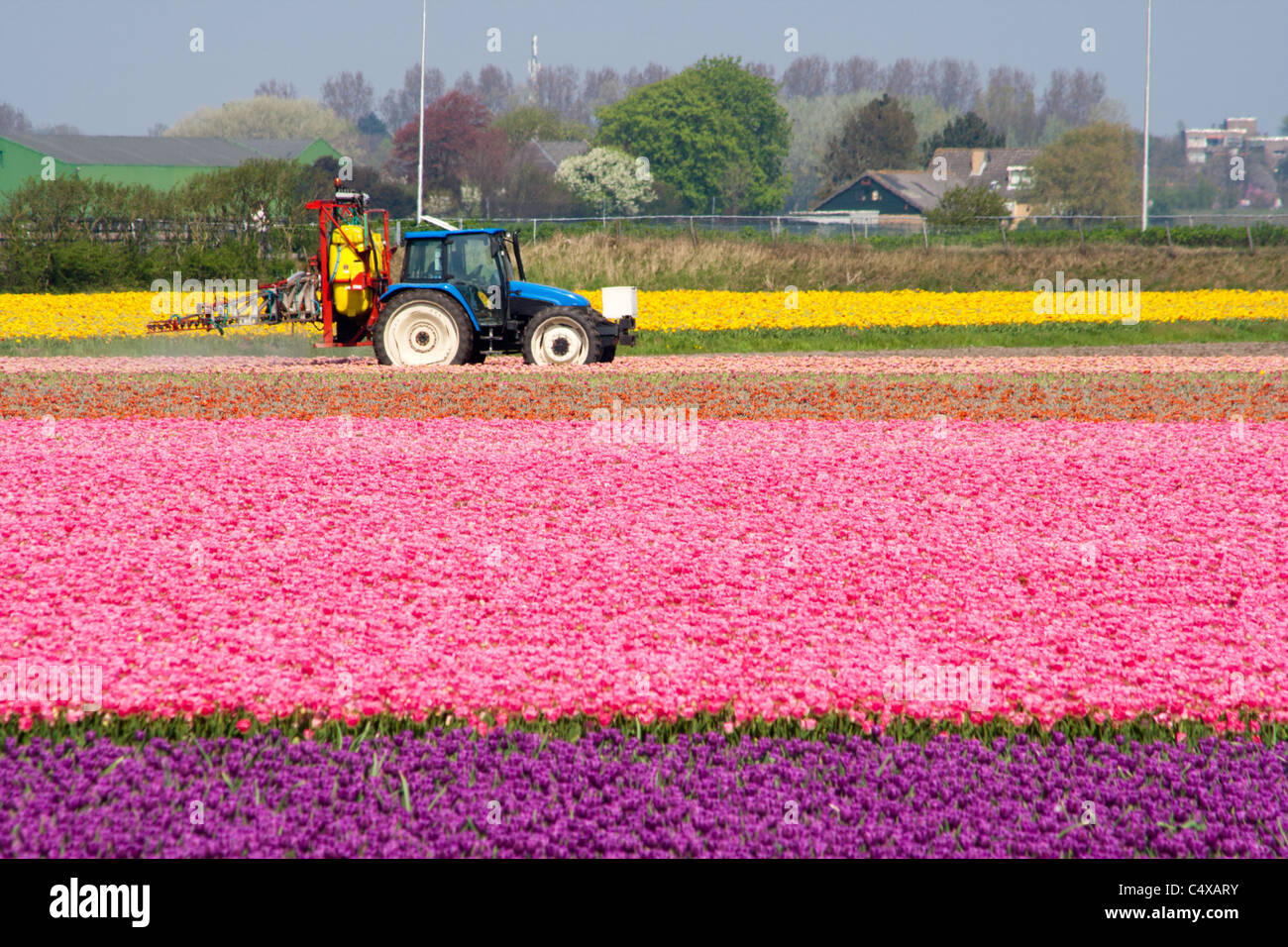 Tracteur pulvériser de l'eau dans un champ de tulipes en Hollande Banque D'Images