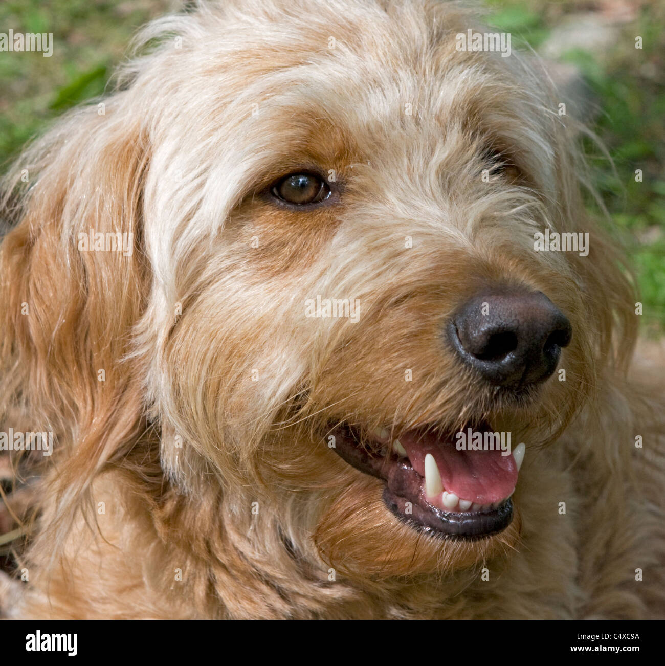 Un golden retriever-doodle (moitié, moitié) attend avec impatience caniche pour sa prochaine activité à l'extérieur. Banque D'Images