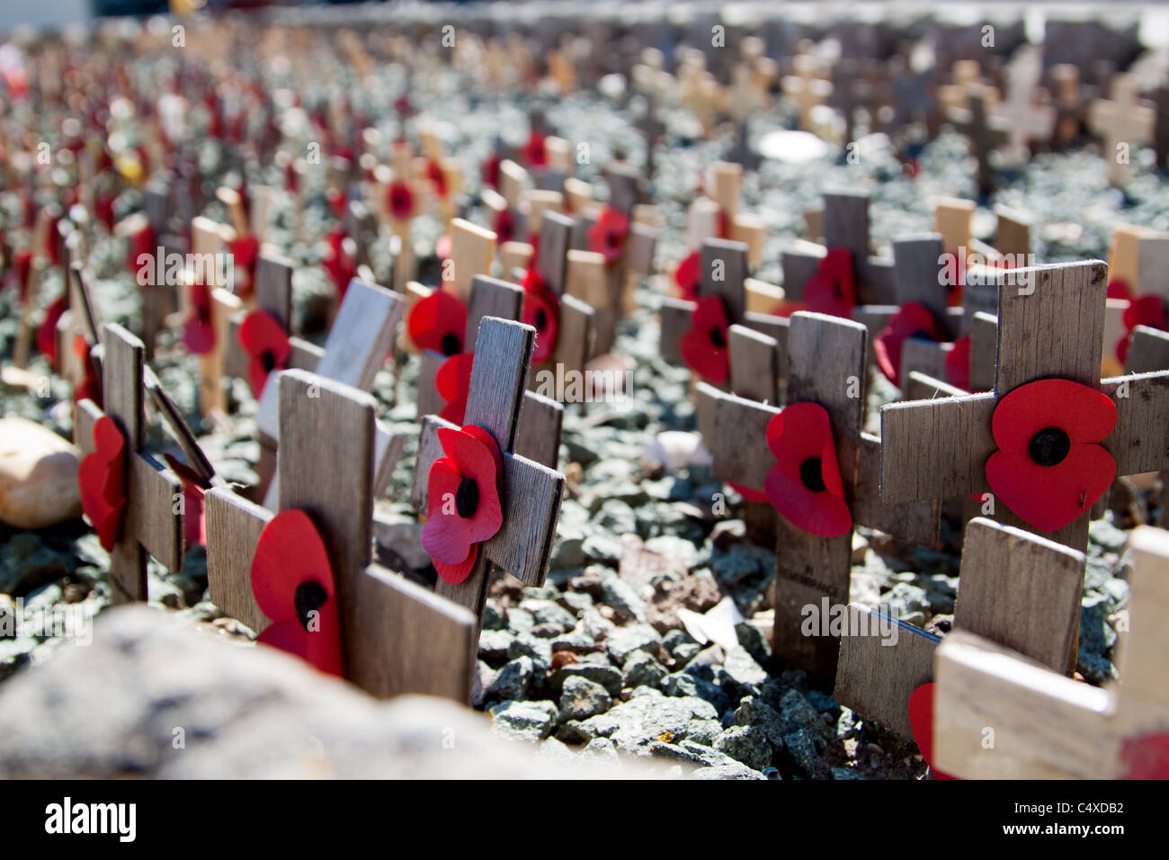 Souvenir coquelicots sur croix de bois Banque D'Images