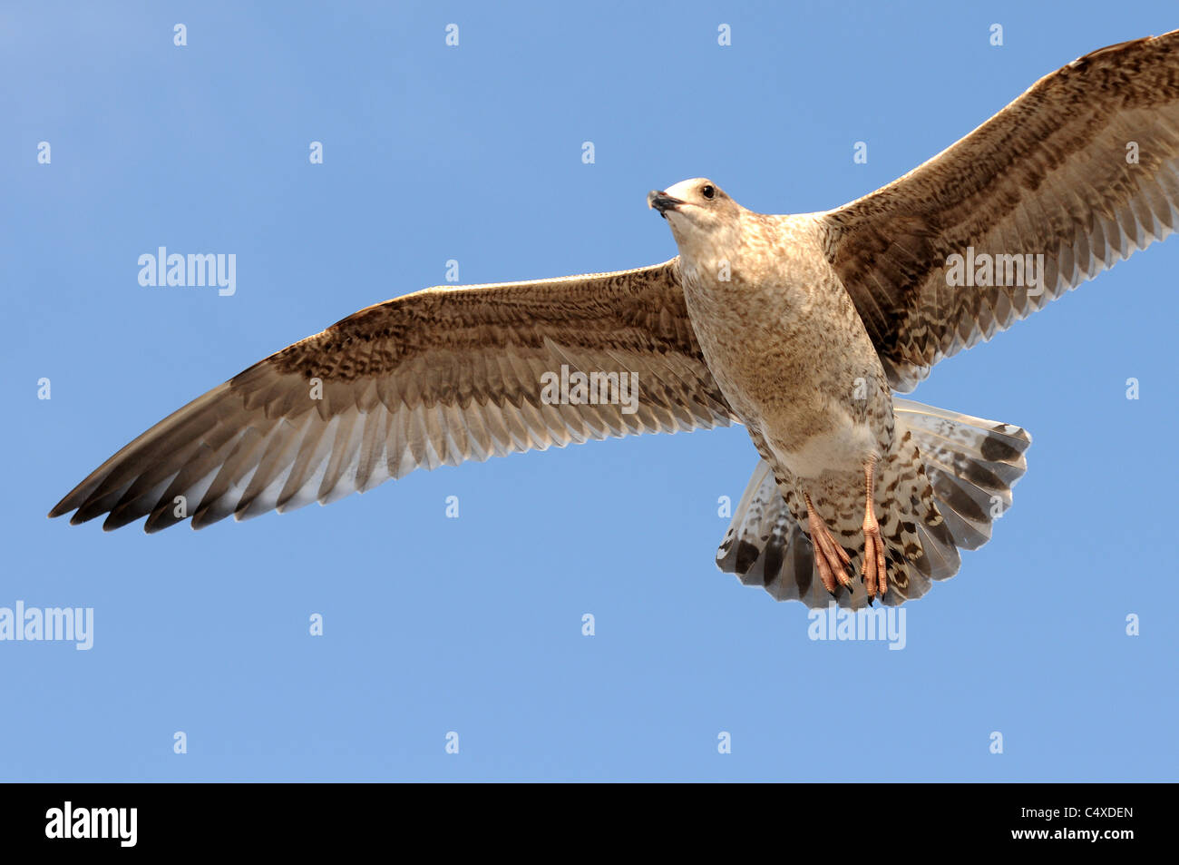 Une mouette circles Brighton Pier Banque D'Images