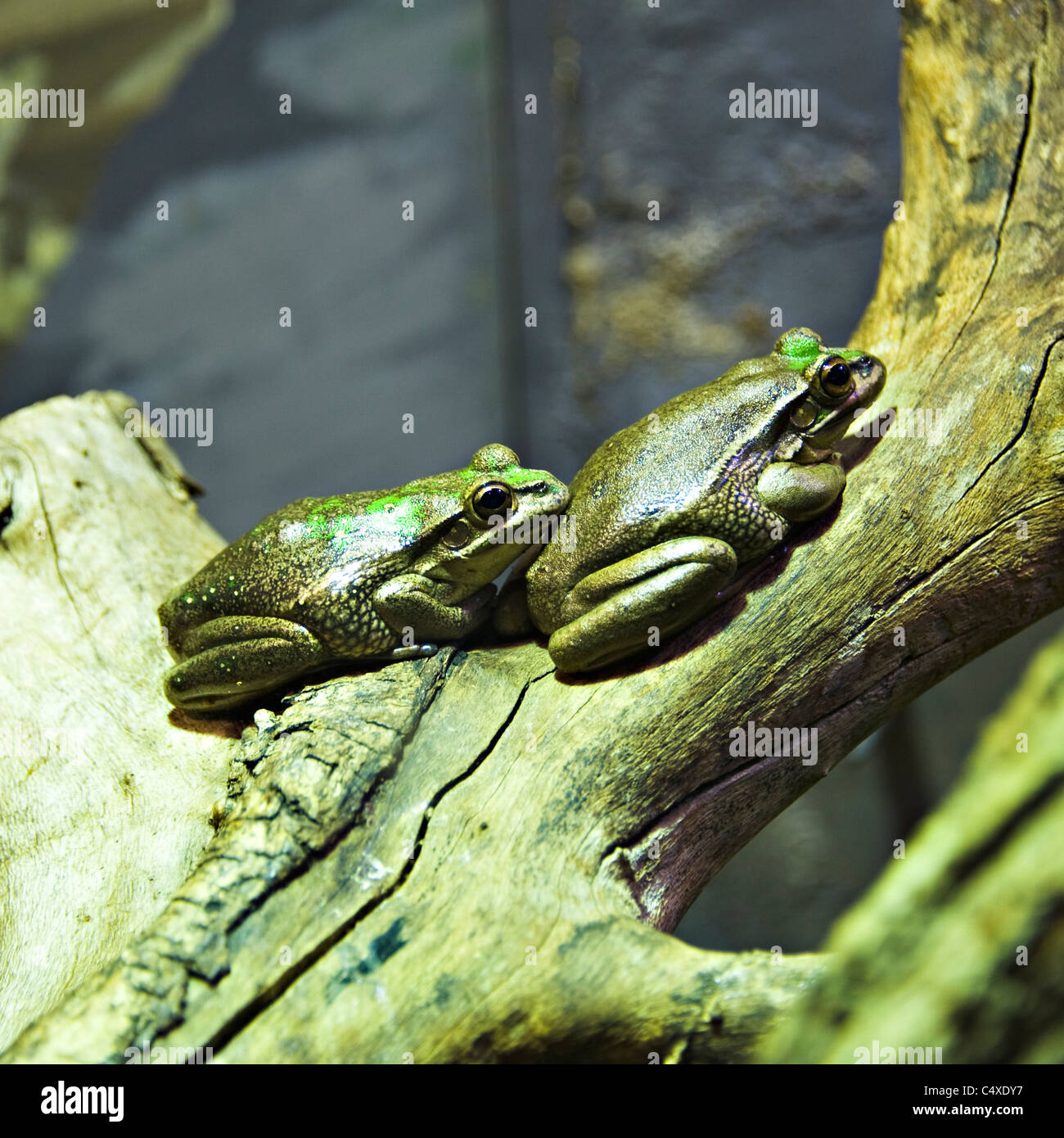 Green et Golden Bell des grenouilles sur une branche dans le Zoo Taronga Sydney New South Wales Australie Banque D'Images