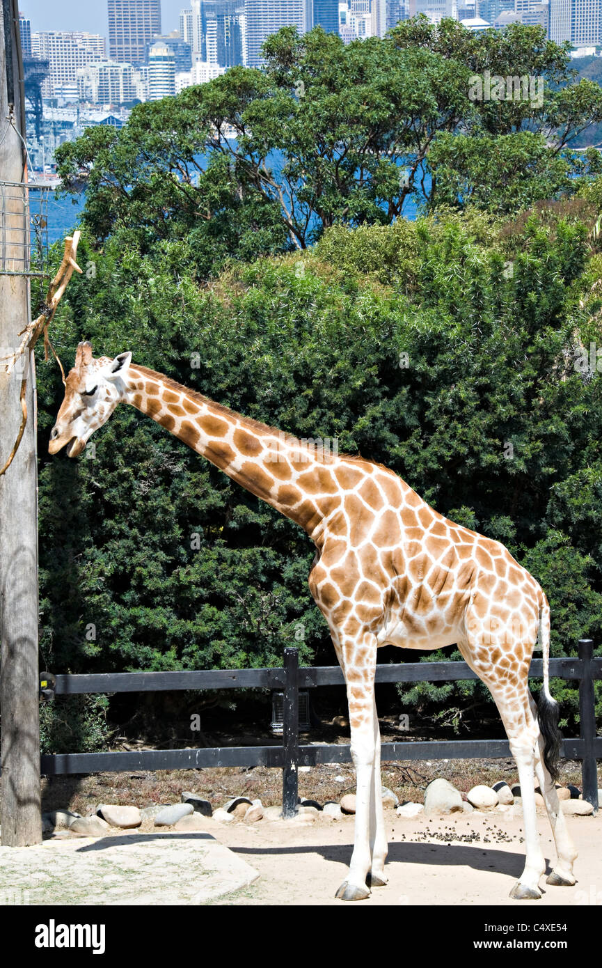 Belle Girafes au Zoo de Taronga Sydney New South Wales Australie Banque D'Images