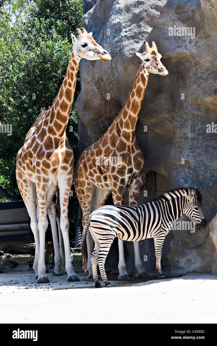Belle girafes et un zèbre au Zoo de Taronga Sydney New South Wales Australie Banque D'Images