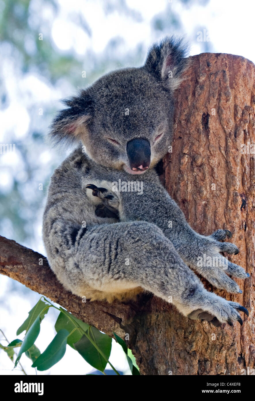Un Koala dort dans la fourche d'un arbre dans le Zoo Taronga Sydney New South Wales Australie Banque D'Images