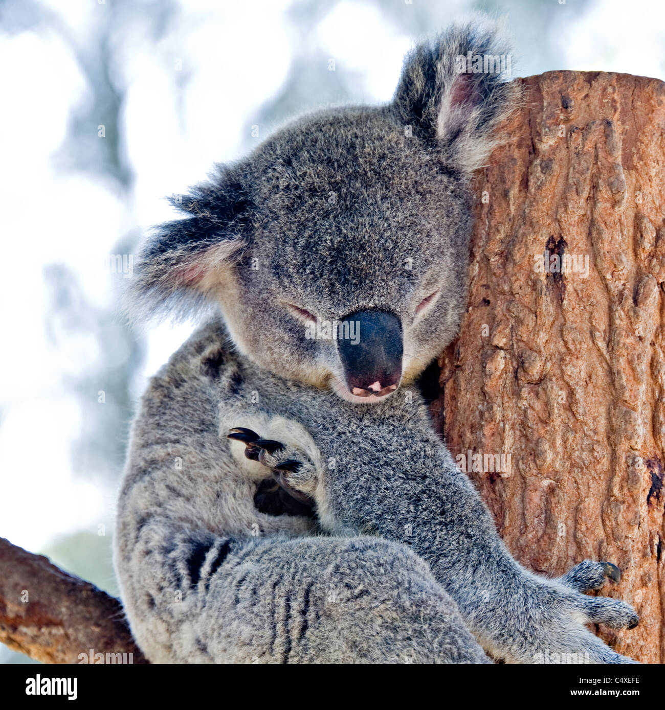 Un Koala dort dans la fourche d'un arbre dans le Zoo Taronga Sydney New South Wales Australie Banque D'Images