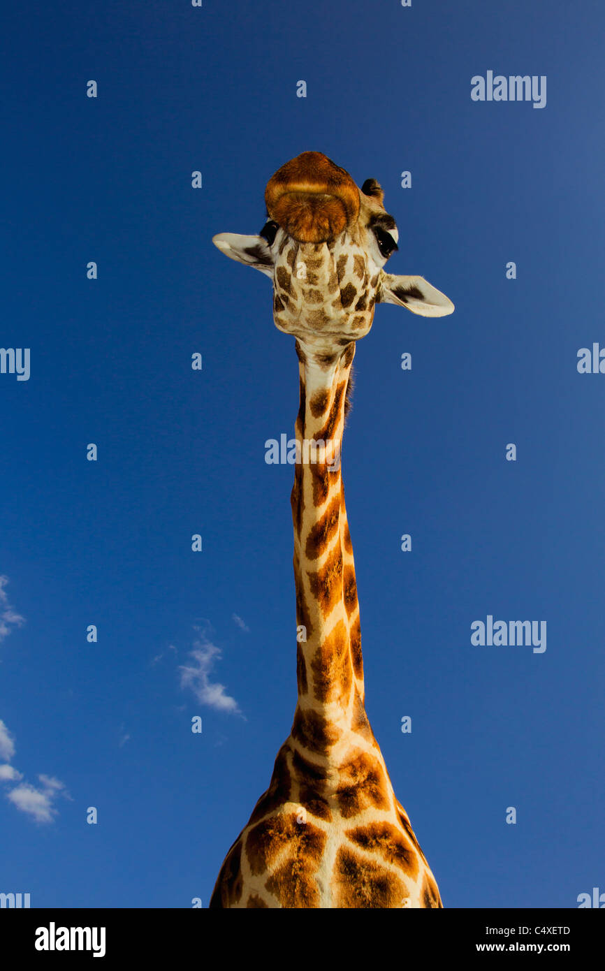 Rothschild Girafe (Giraffa camelopardalis rothschildi) est l'un des 9 sous-espèces de Girafe Girafe.Manor au Kenya. L'Afrique de l'Est. Banque D'Images