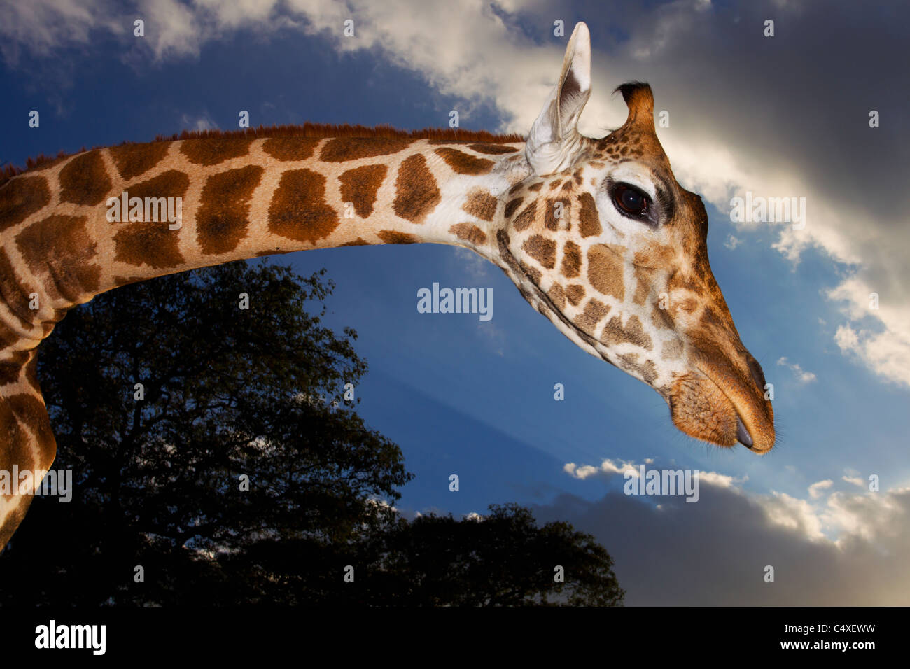 Rothschild Girafe (Giraffa camelopardalis rothschildi) est l'un des 9 sous-espèces de Girafe Girafe.Manor au Kenya. L'Afrique de l'Est. Banque D'Images