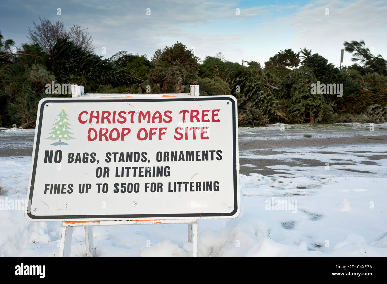 Recyclage d'arbres de Noël à Missoula, Montana. Banque D'Images