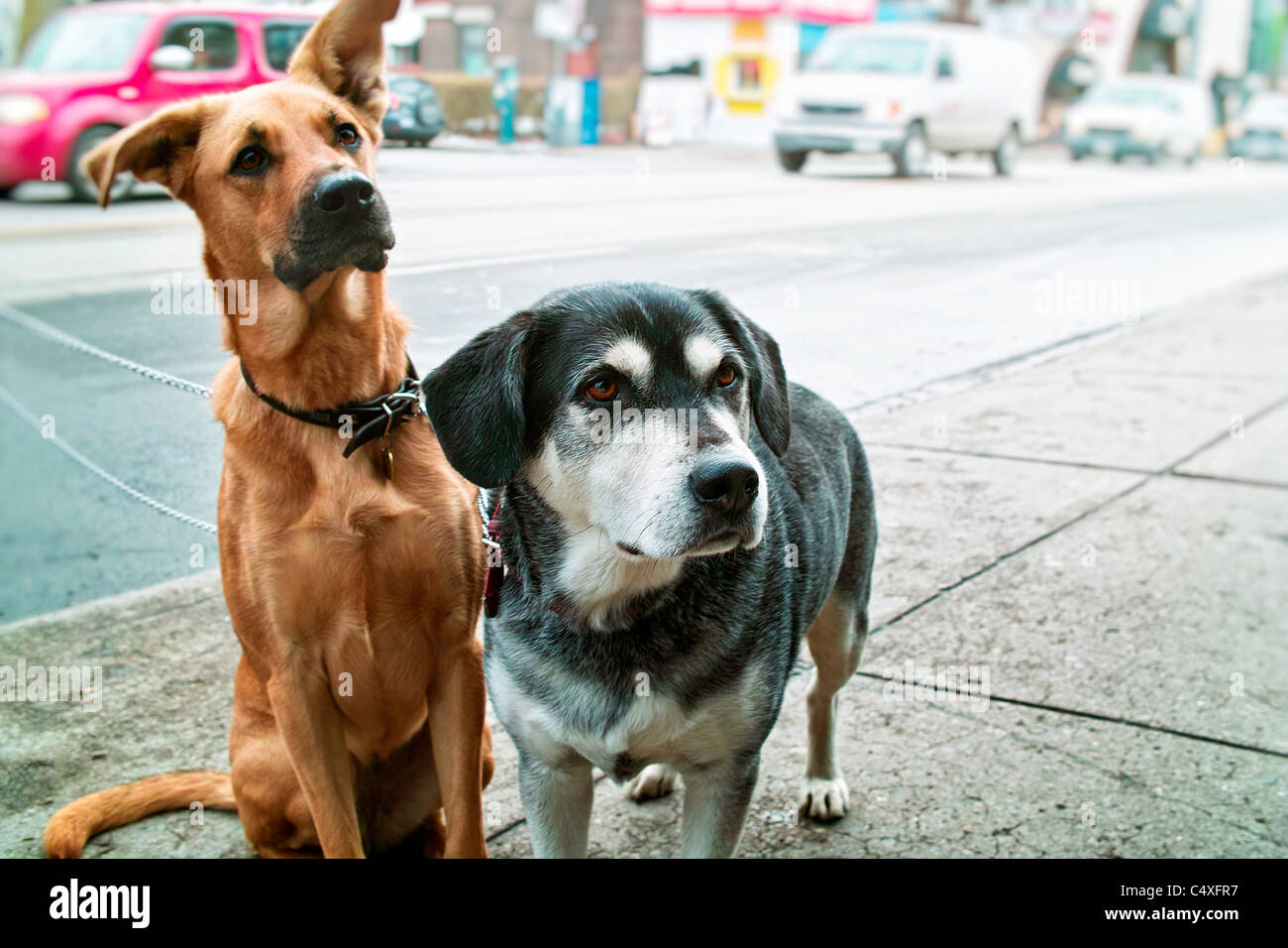 Deux chiens de compagnie en attente sur le trottoir on city street Banque D'Images