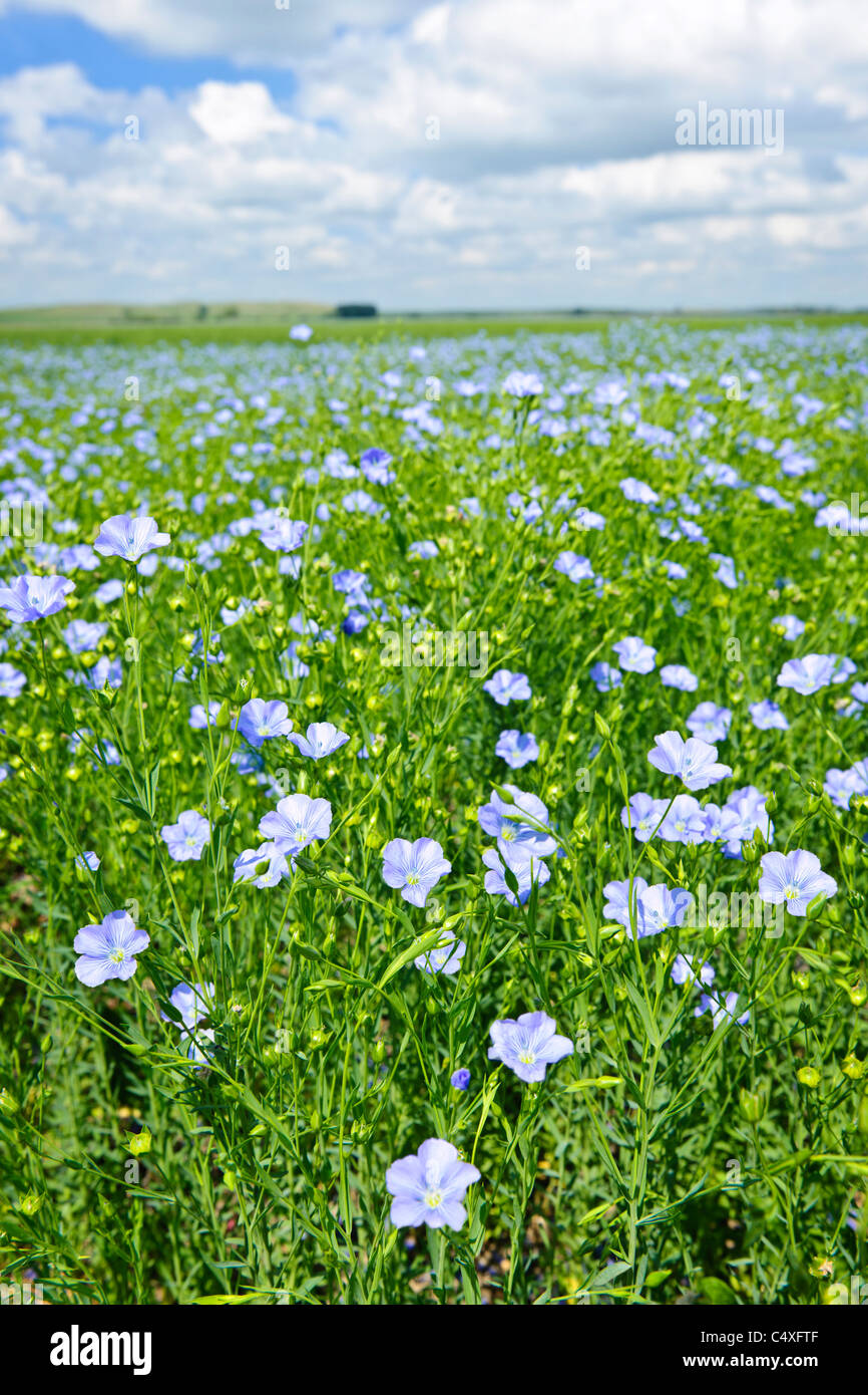 Domaine de nombreuses fleurs plantes de lin avec ciel bleu Banque D'Images