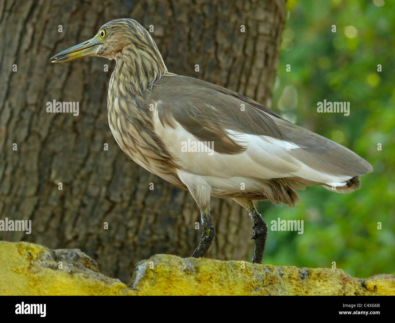 Indian Pond heron, Ardeola grayii Banque D'Images