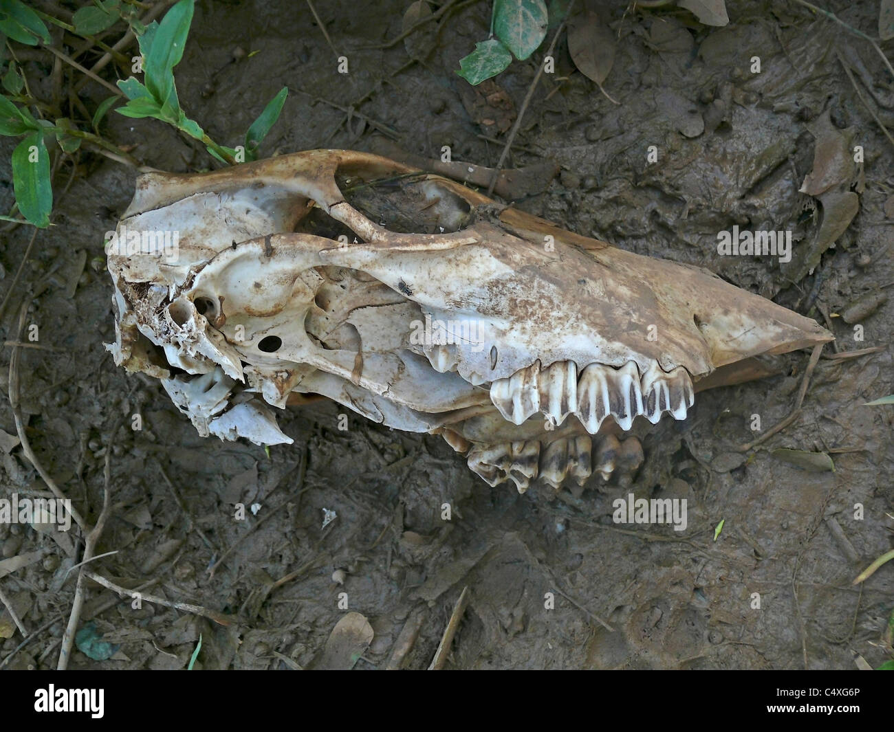 Crâne d'animal domestique Banque D'Images