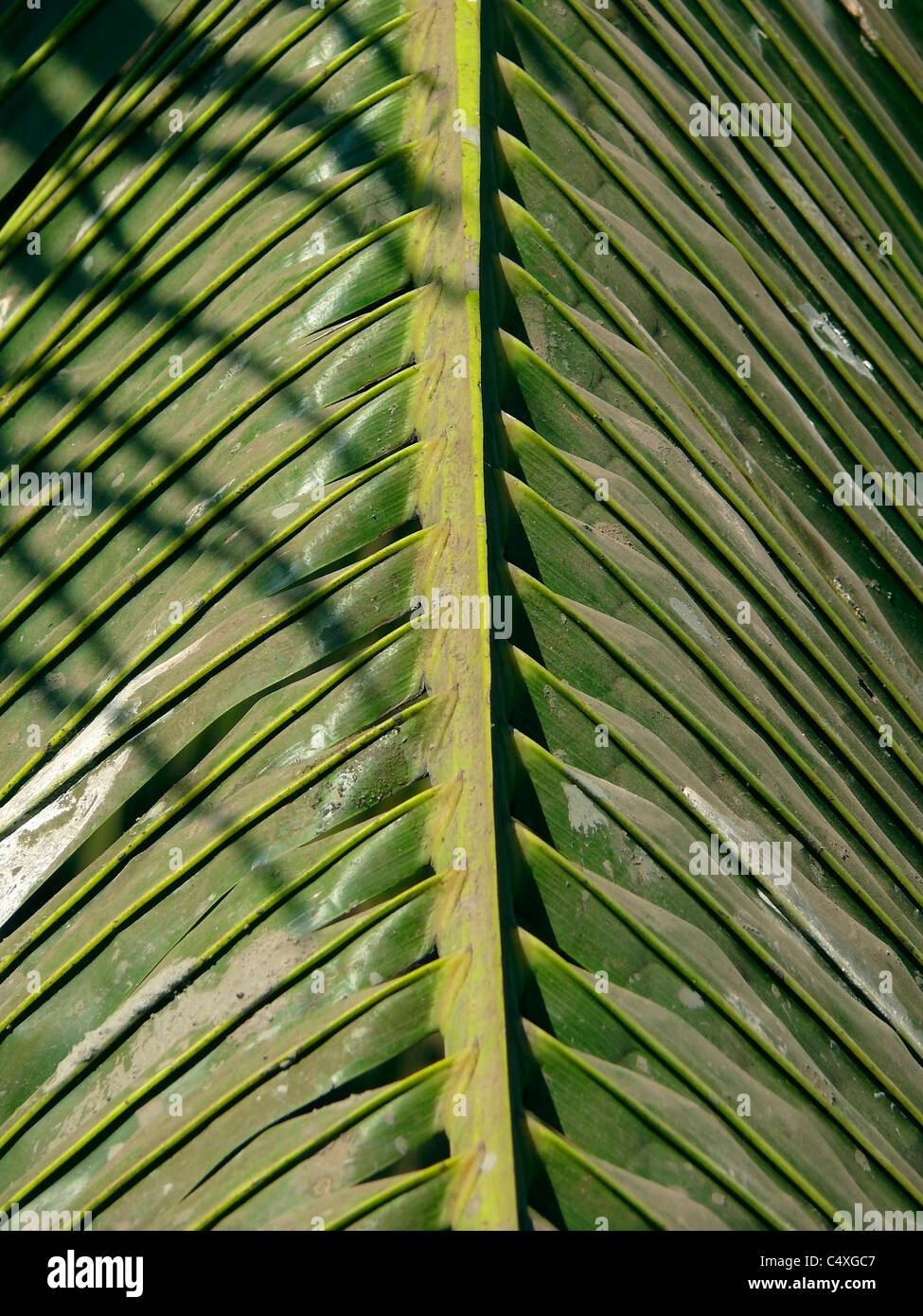 Close-up de feuilles de palmier, Cocos nucifera Banque D'Images