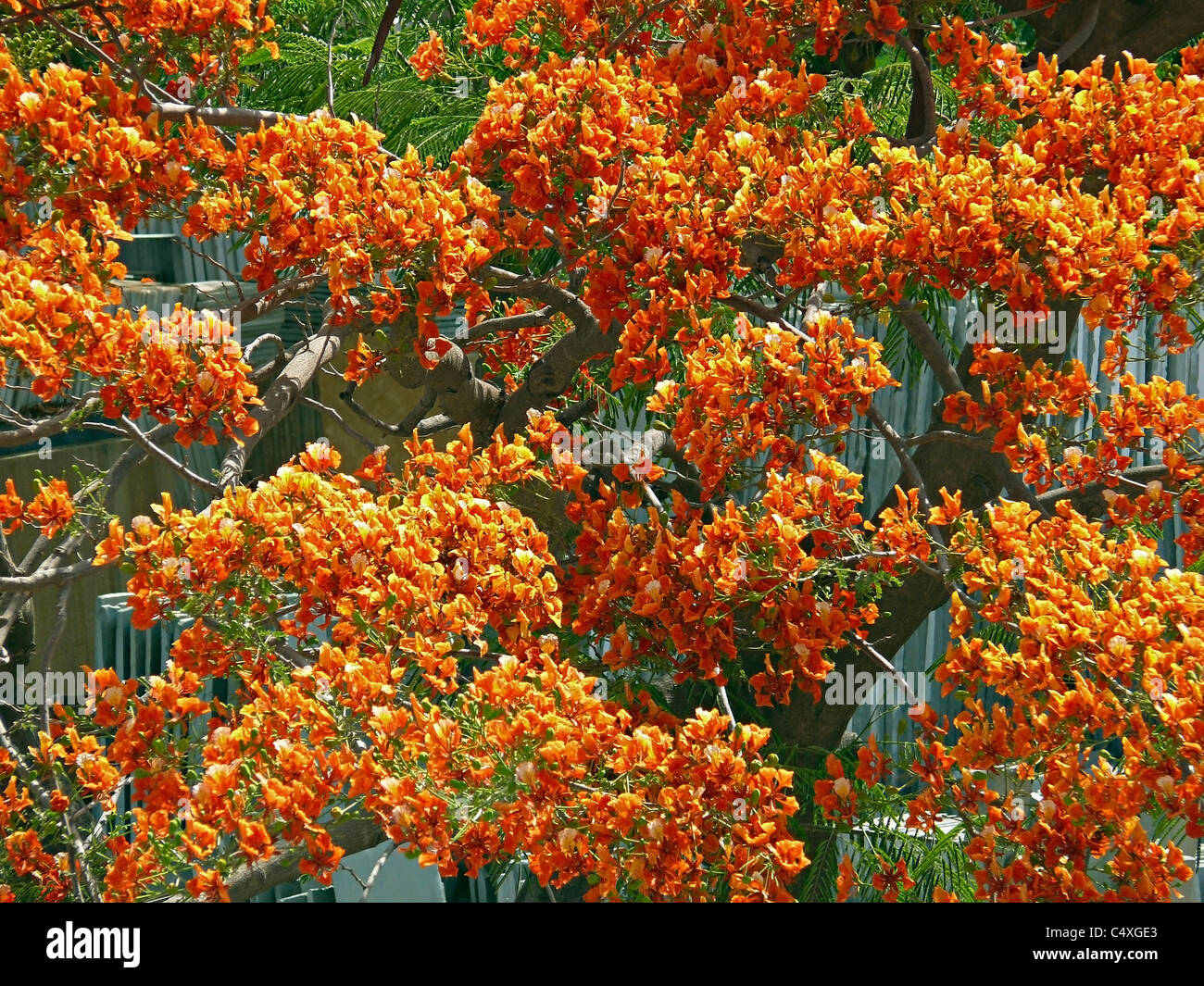 Fleurs d'Gulmohur, Delonix regina arbre en fleur pleine, Chiplun, Ratnagiri, Maharashtra, Inde Banque D'Images