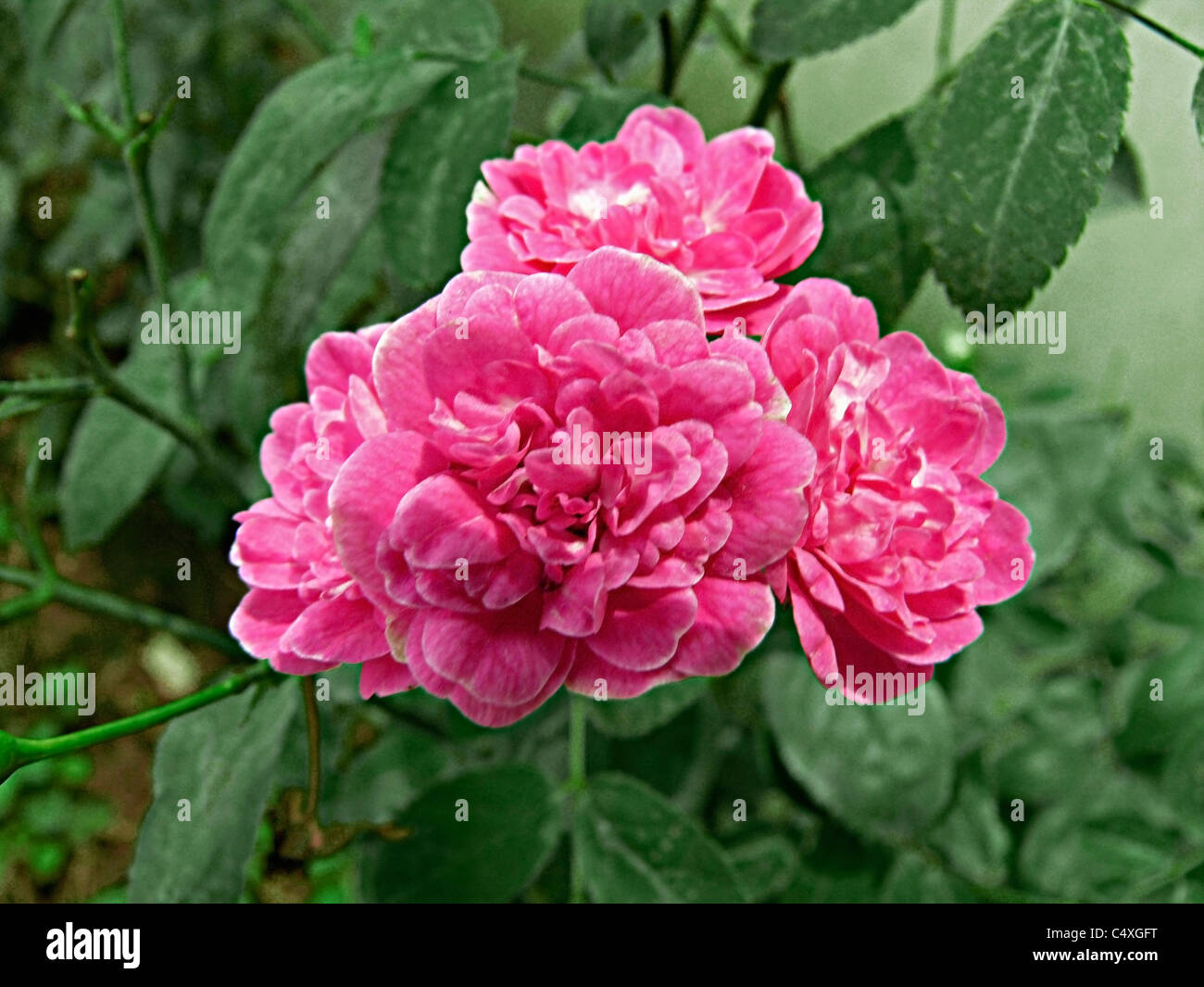 Roses rose, rose Happy Wanderer, Rosa Happy Wanderer, Pune, Maharashtra, Inde Banque D'Images