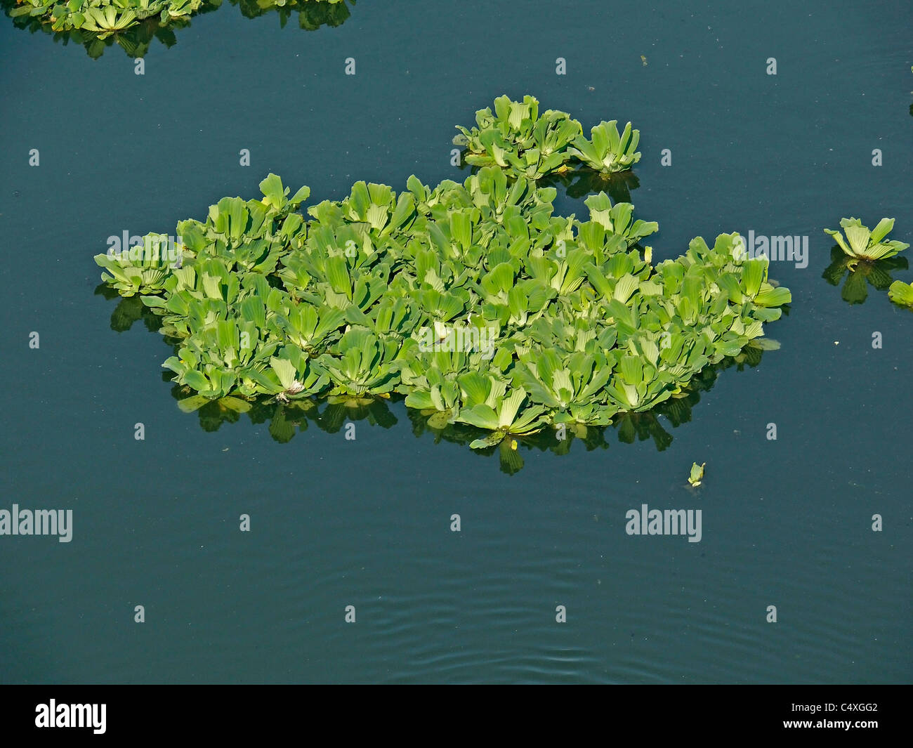 Le Chou de l'eau du Nil, le chou, la laitue d'eau, lentilles d'eau tropicaux, Pistia stratiotes Banque D'Images