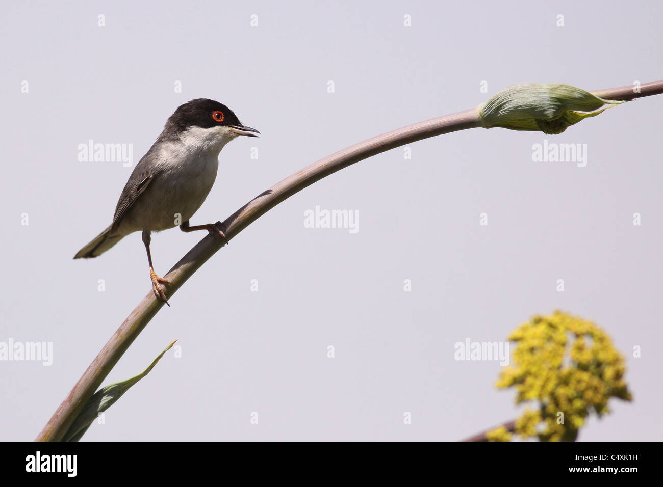Fauvette sarde, à tête noire (Sylvia melanocephala) Paruline Banque D'Images