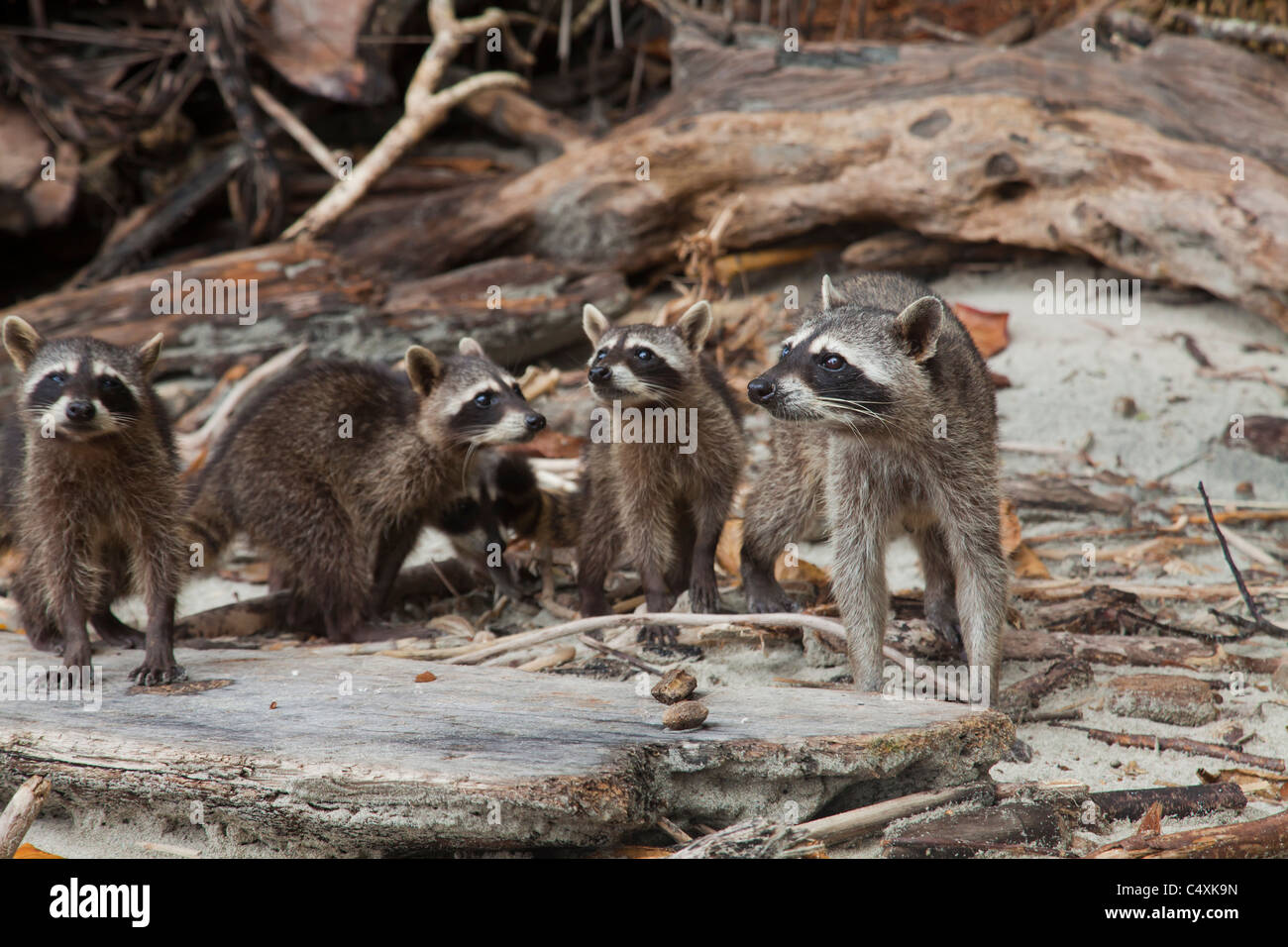 Racoons Banque D Image Et Photos Alamy Racoons Banque D Image Et Photos Alamy