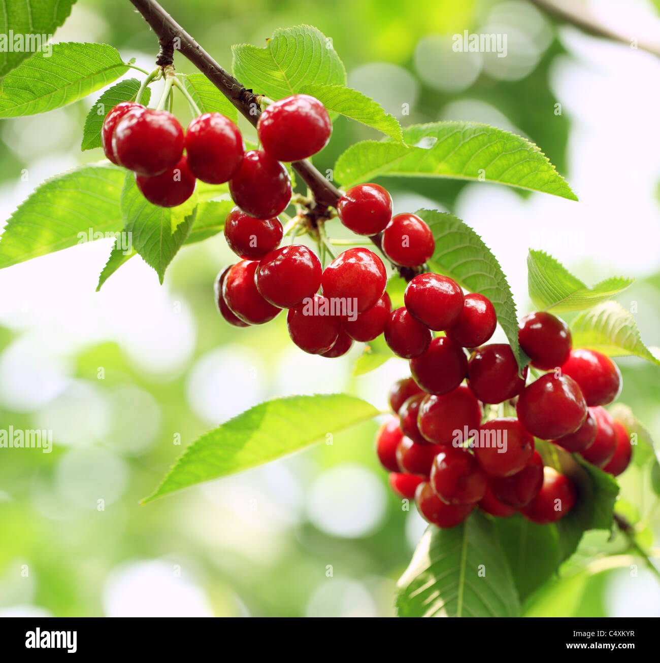 Cherry Tree avec des cerises mûres dans le jardin. Banque D'Images