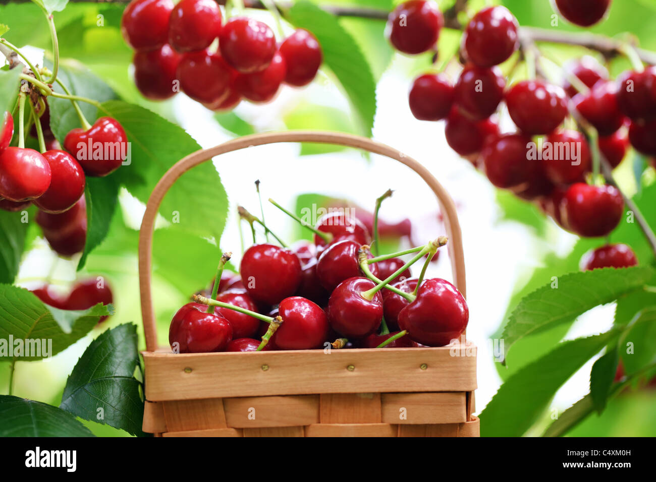 Cerises rouges sur un Banque de photographies et d’images à haute ...