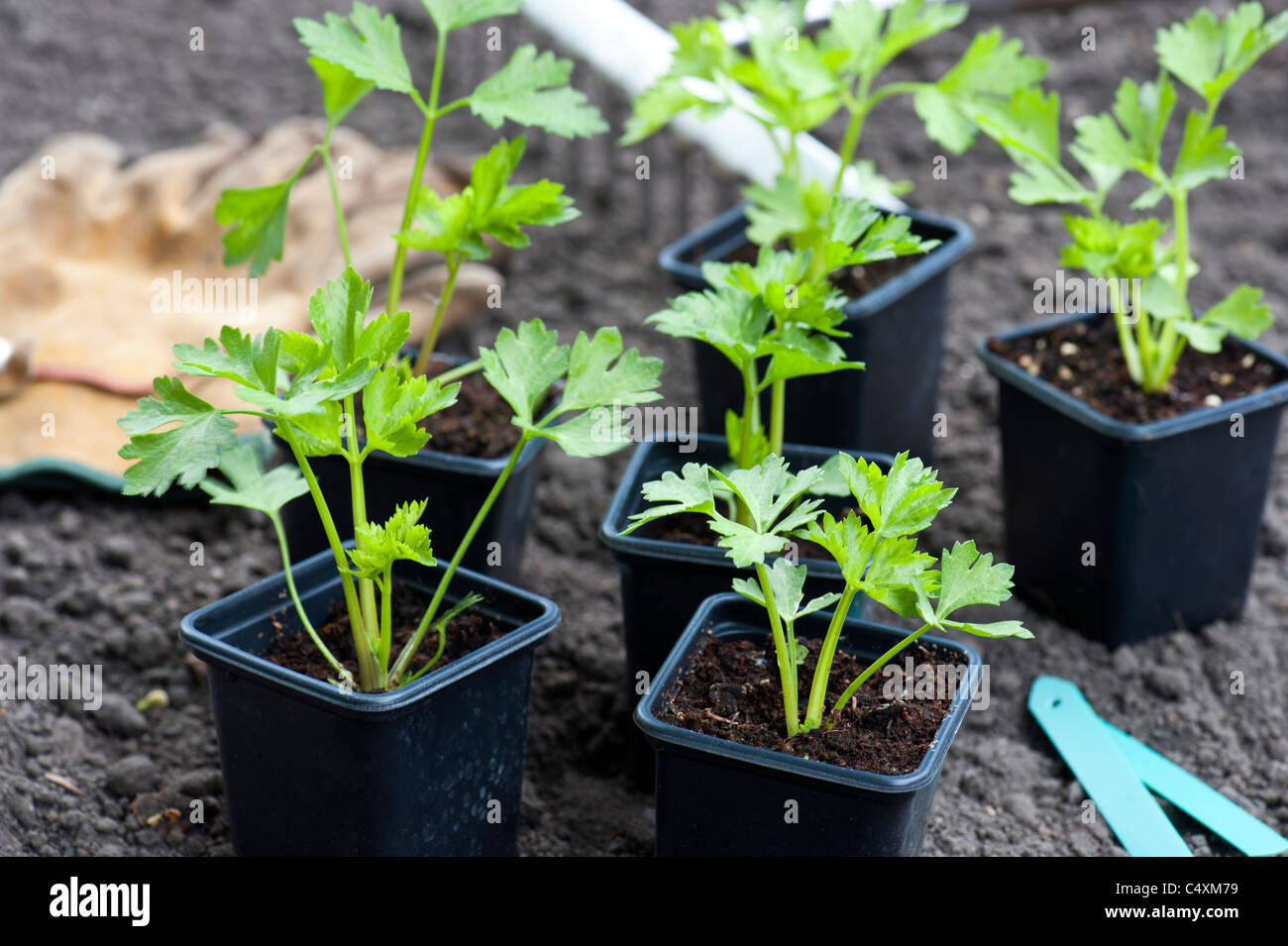 Les jeunes plants de céleri dans des pots, prêts pour la plantation dans le potager. Banque D'Images
