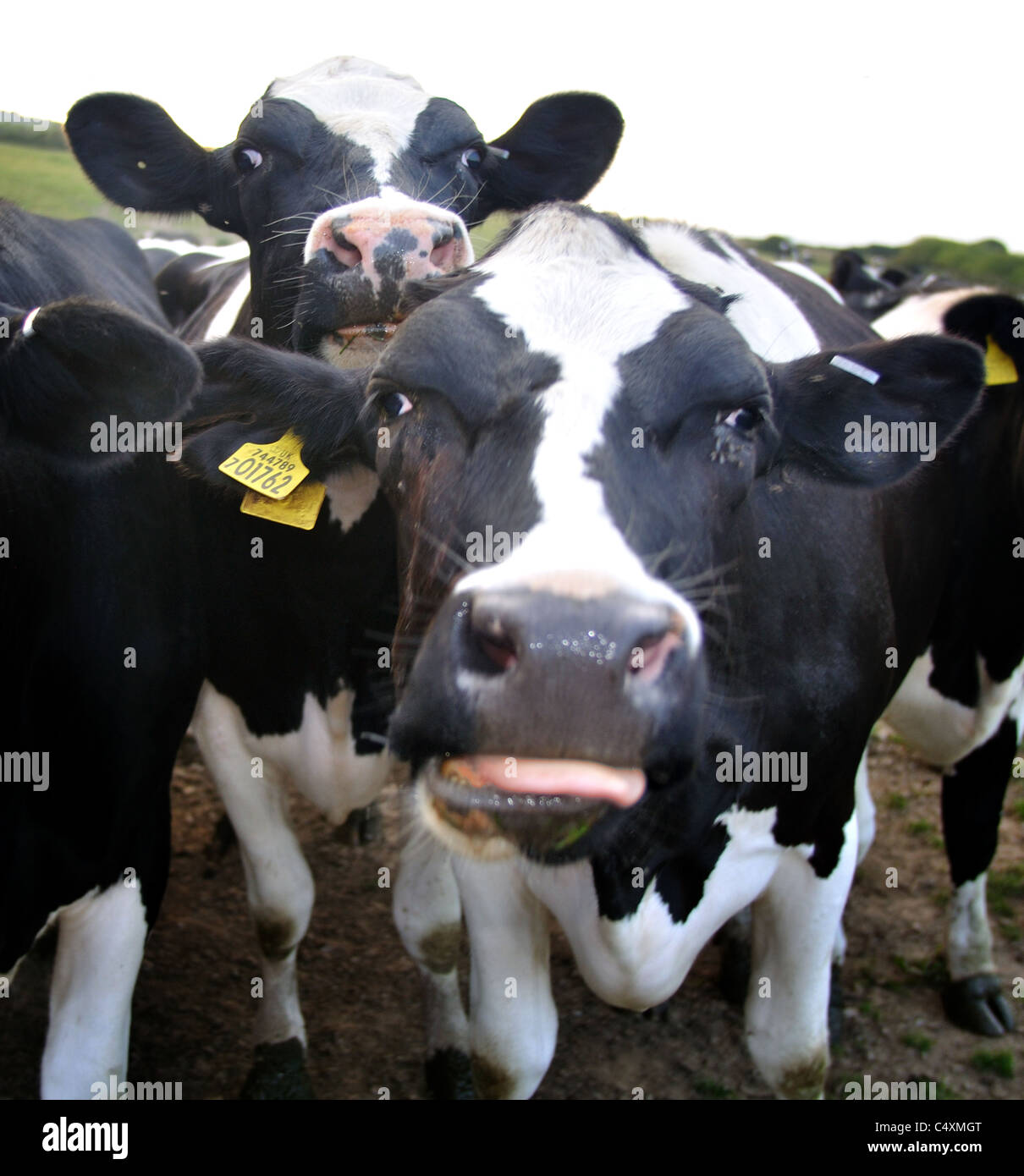 En colère à la vache au petit troupeau avec spectateur curieux en arrière-plan, pembrokeshire Wales Banque D'Images