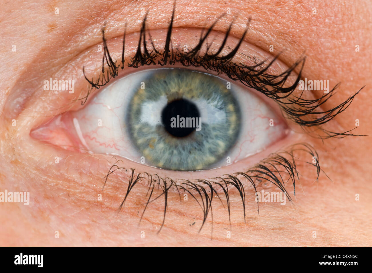 Gros plan macro de l'oeil d'une femme Banque D'Images